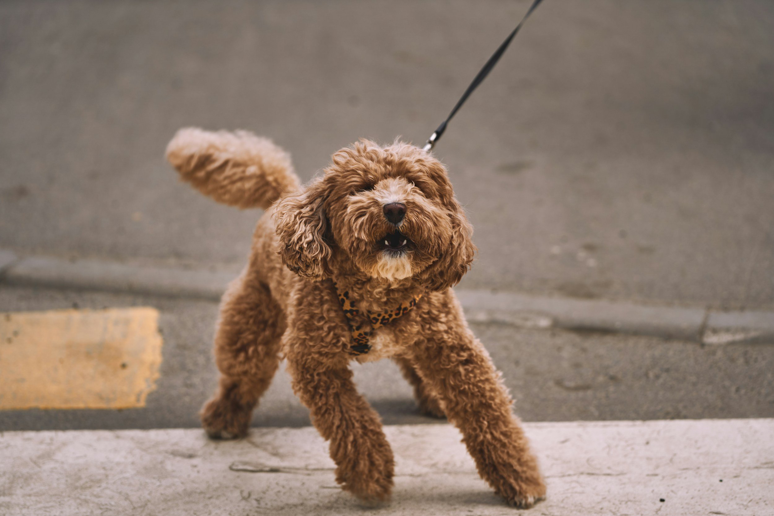 A fluffy, curly-haired brown dog on a leash, standing outdoors on a street with a yellow painted curb.