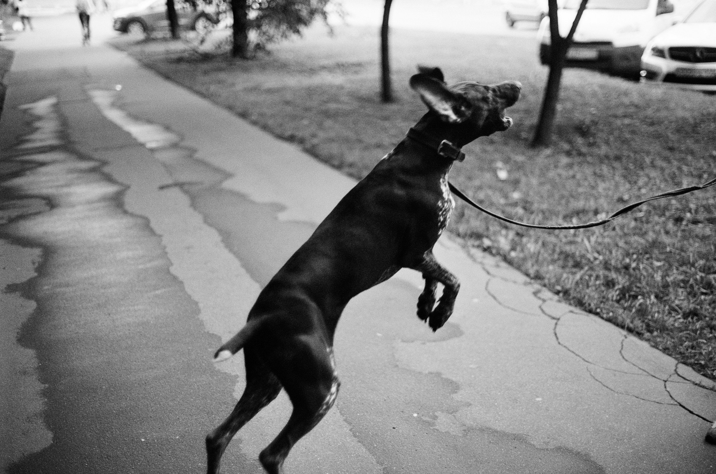 A dog on a leash jumping in the air on a sidewalk, with trees, parked cars, and a person walking in the background.