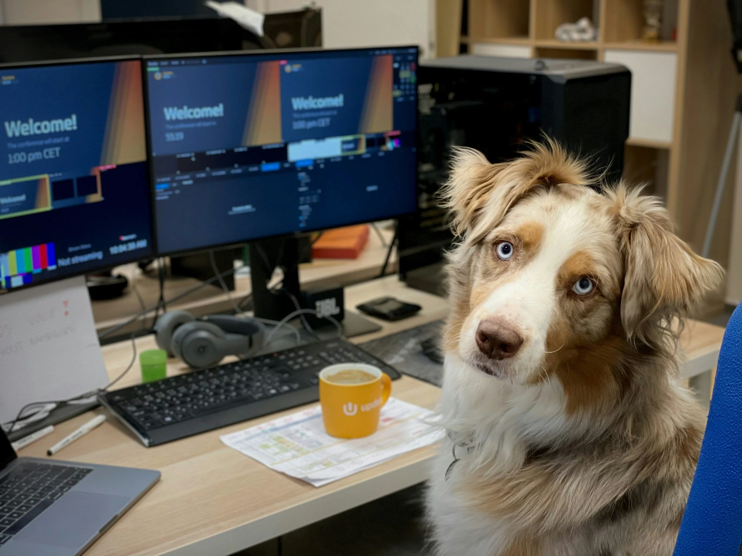 A dog with light brown and white fur and blue eyes looking at the camera, sitting on a cluttered office desk with multiple computer screens displaying a welcome screen, alongside a keyboard, mouse, and a yellow cup.