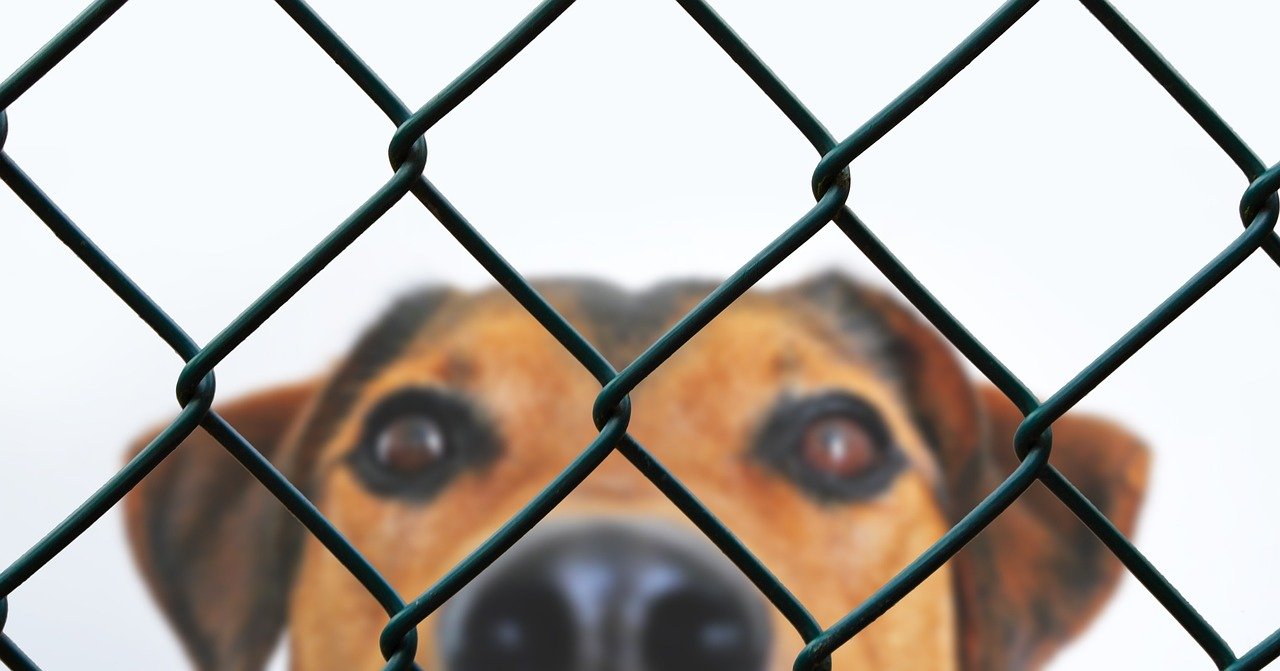 The Danger of Labeling Shelters