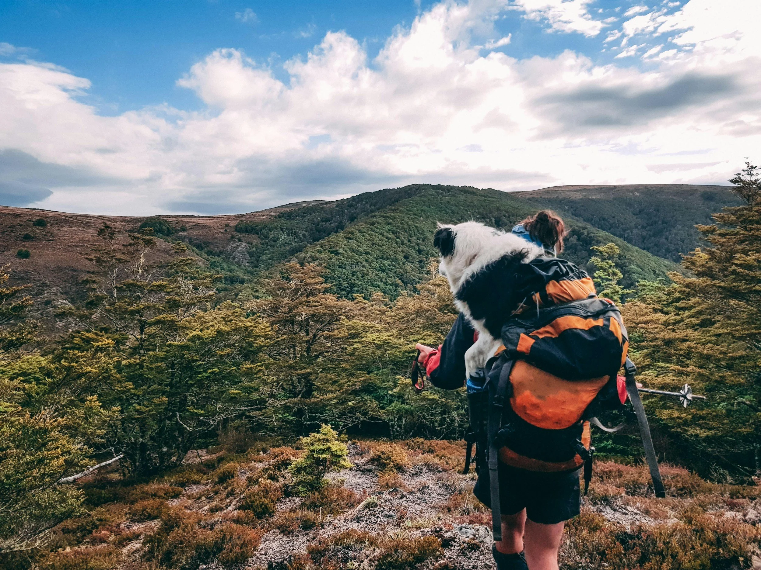 A person hiking in a mountainous area with lush green trees and hills under a partly cloudy sky, carrying a dog in a backpack.