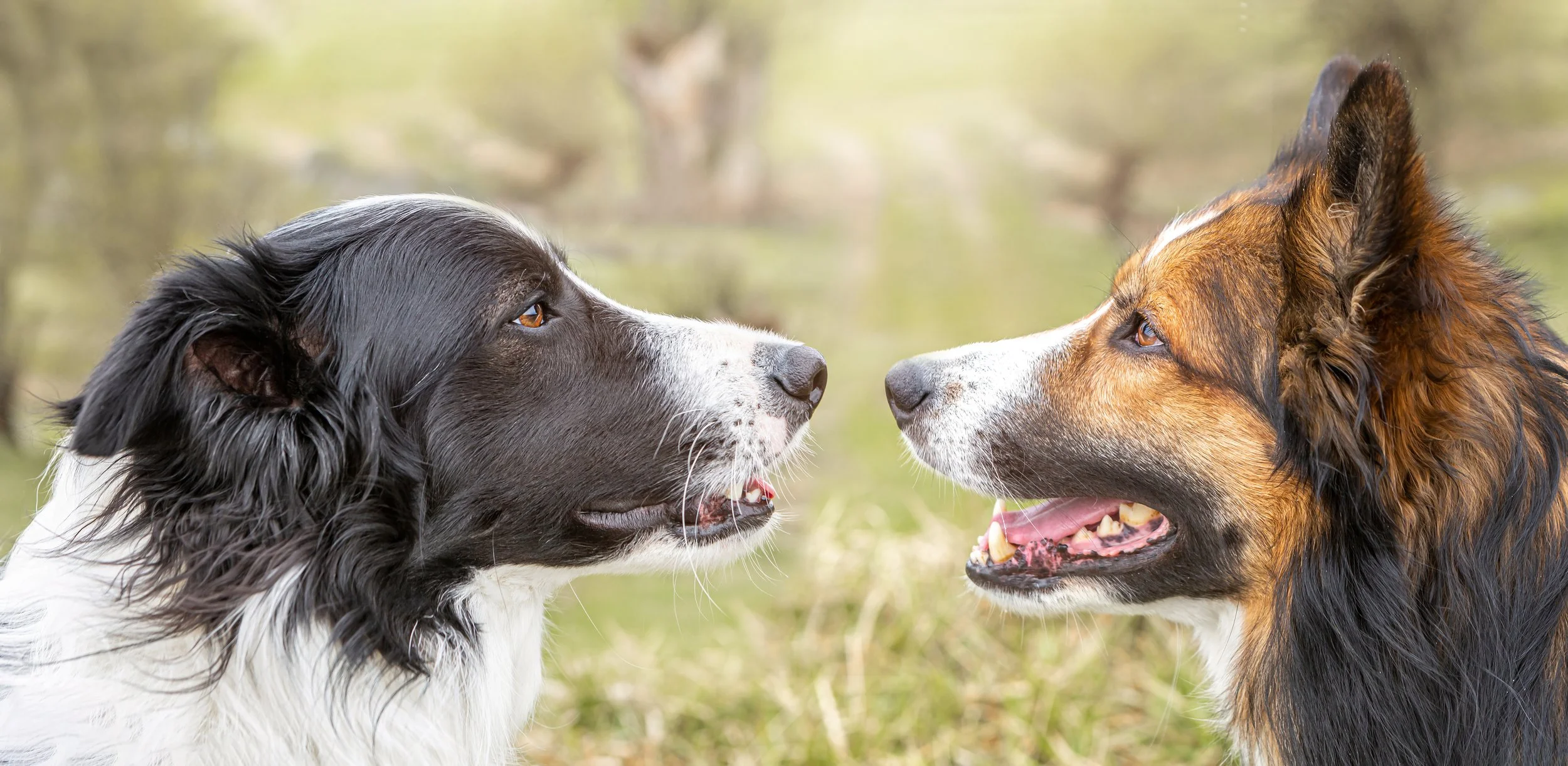 Two dogs calmly face each other outdoors. One dog has black and white fur and the other has brown, black, and white fur.