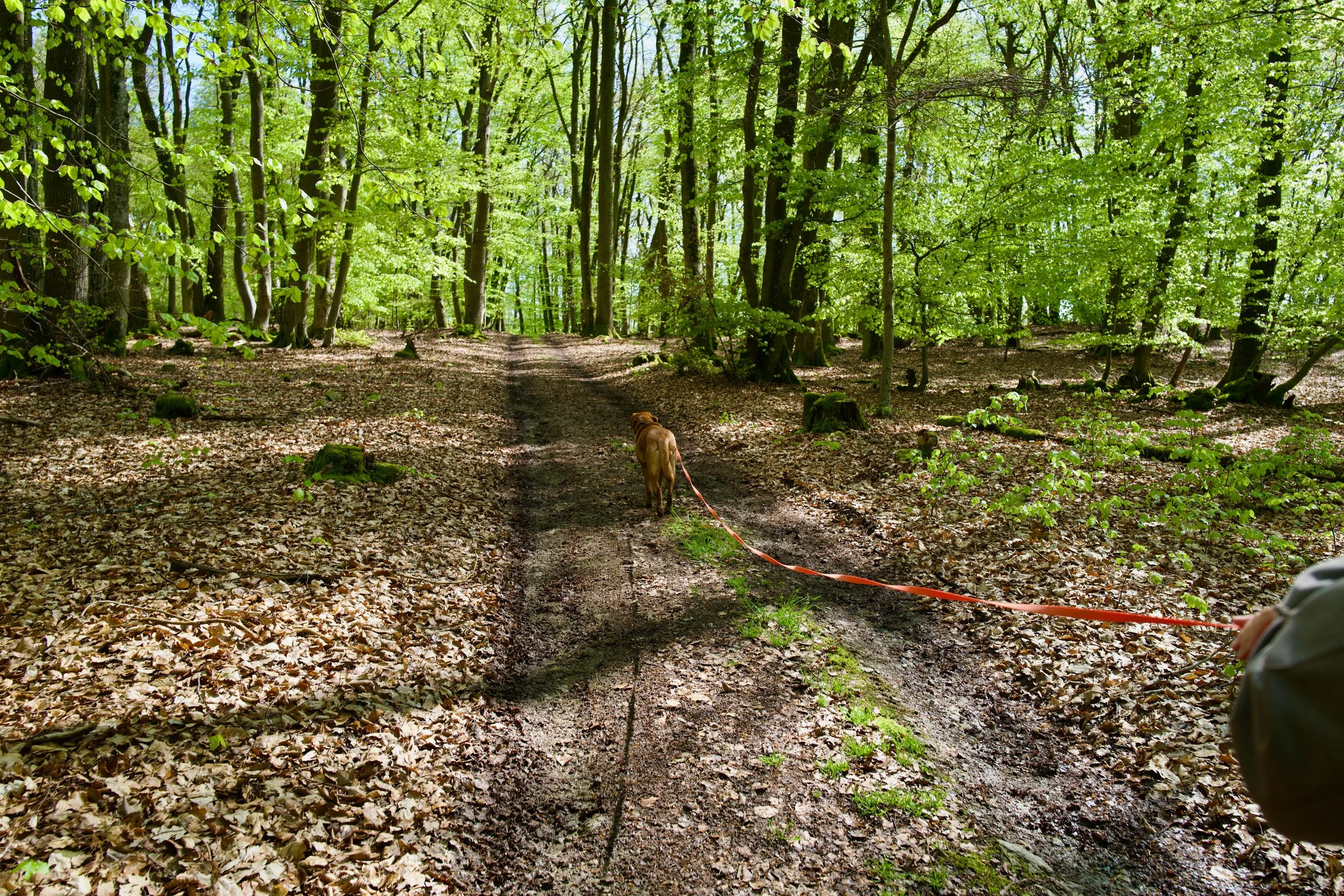 A dog on a leash walking on a dirt trail through a green forest with trees and leaves.