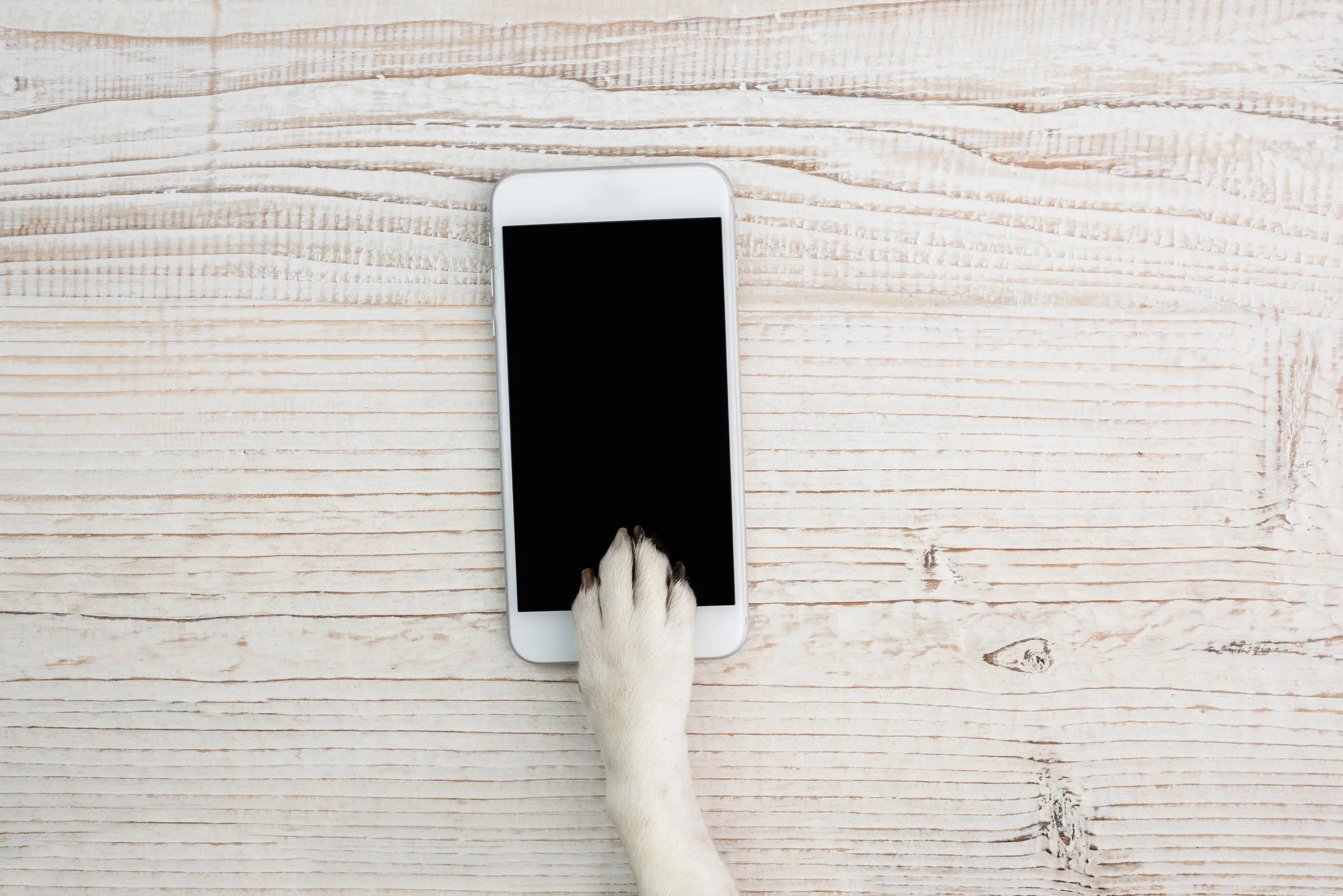 A white dog using its paw to touch the screen of a smartphone on a light wooden surface.