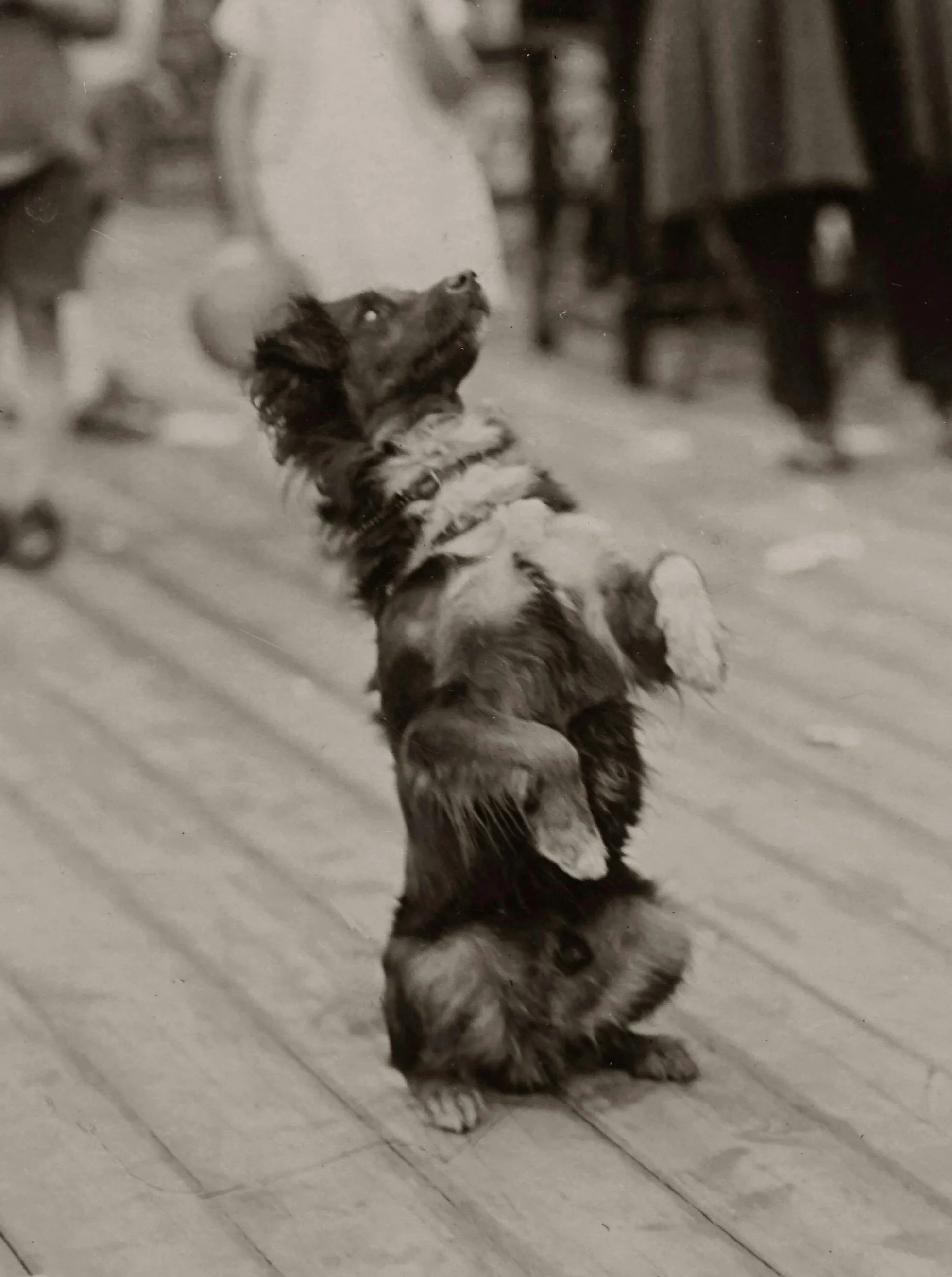 A young dog, standing on hind legs on a wooden floor, looking upward. The background shows blurred people and furniture.