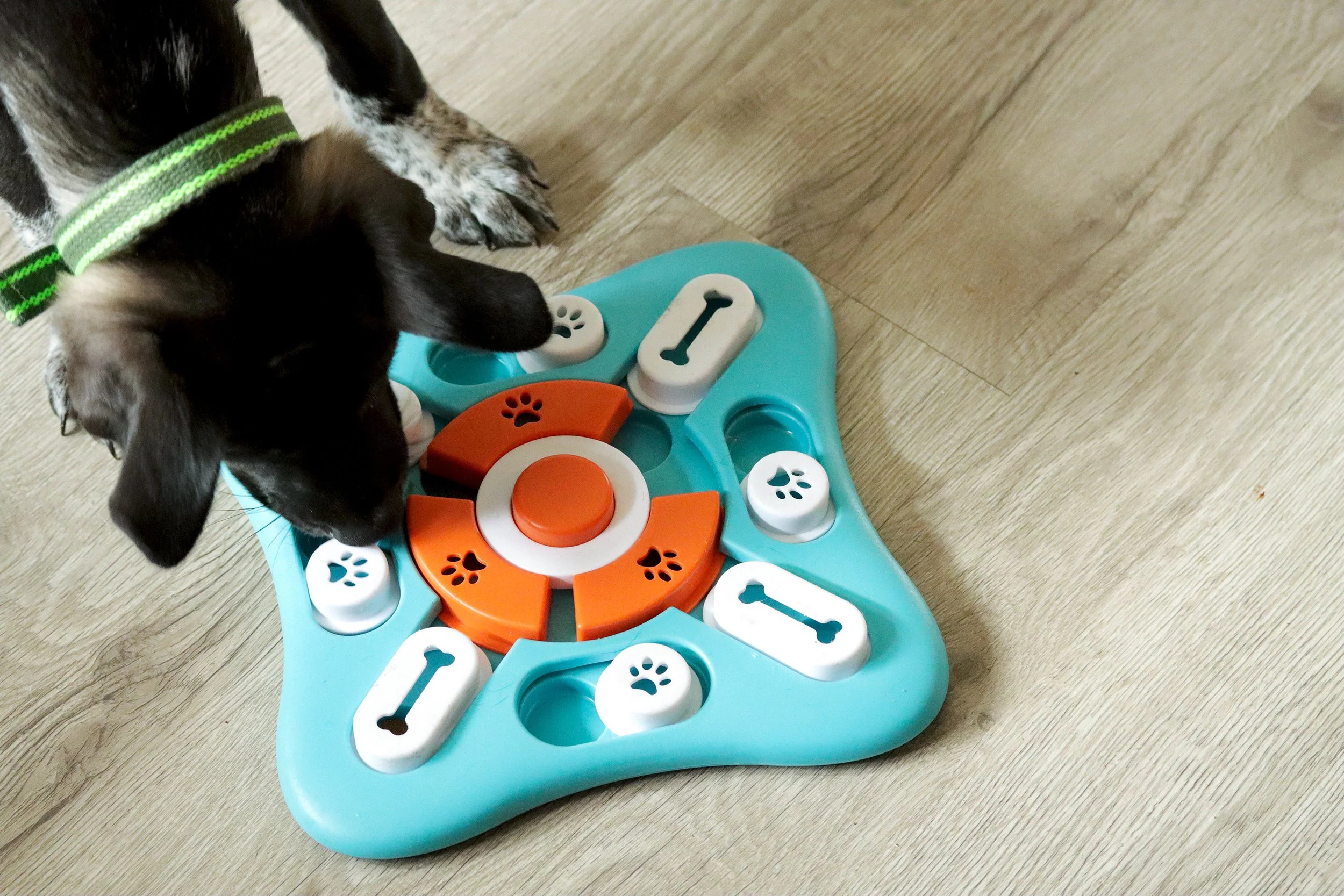 A black and white puppy with a green striped collar playing with a colorful dog puzzle toy on a wooden floor.