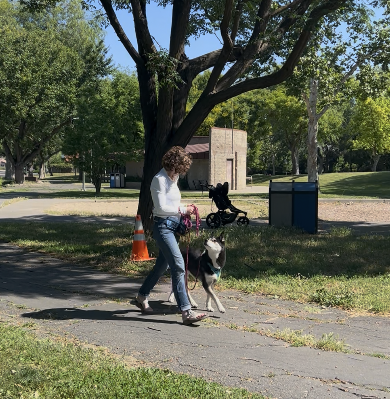 A woman walking a Siberian Husky dog on a leash in a park with green trees, grass, and a building in the background.