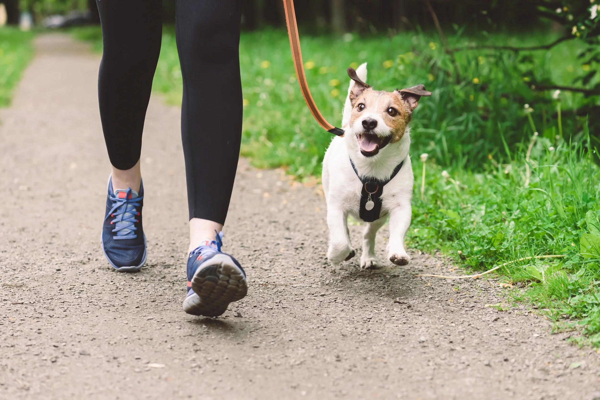 A person wearing black leggings and blue running shoes is walking a small dog on a leash along a dirt trail in a park with green grass and trees.