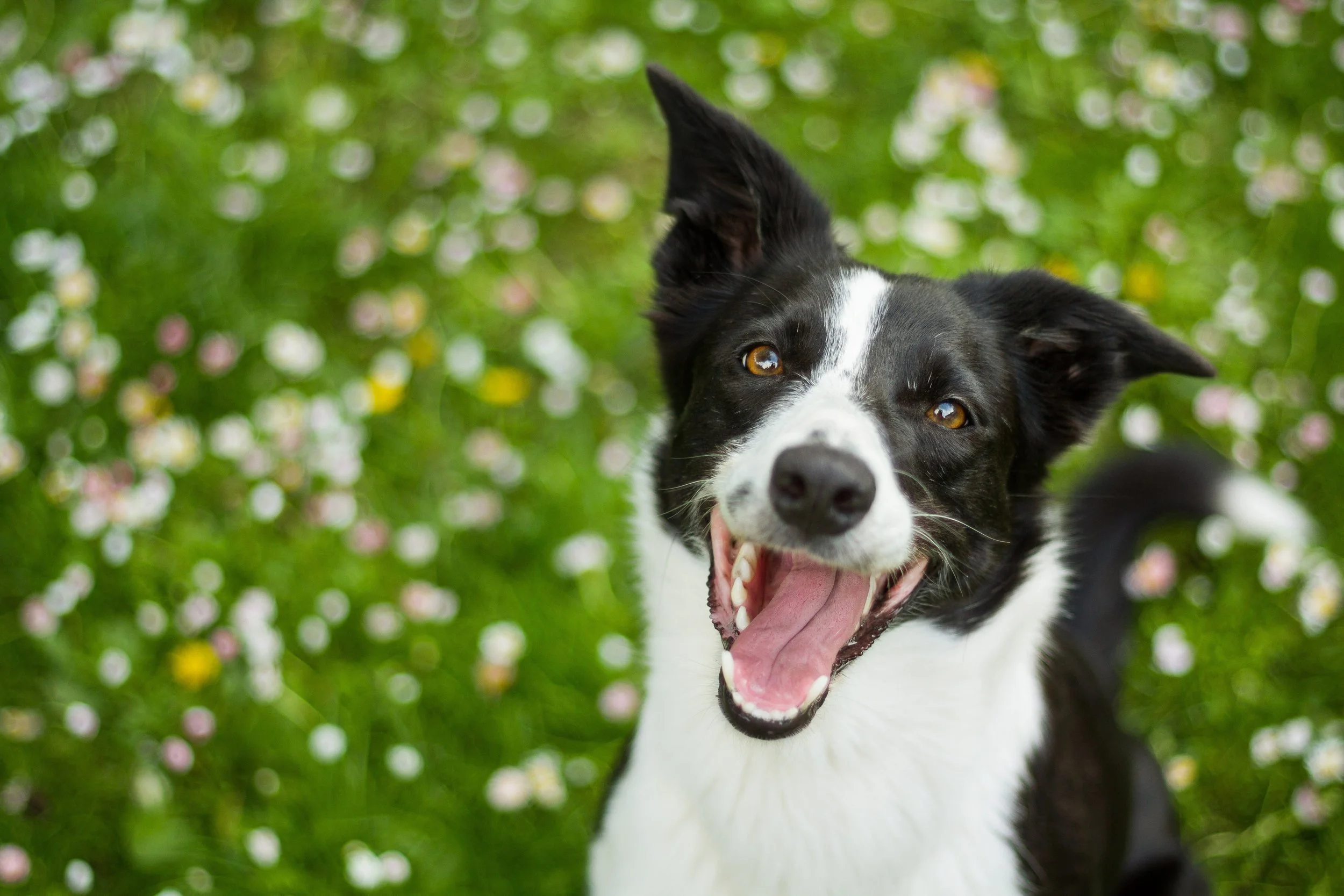 A black and white dog with an open mouth and tongue hanging out, in front of a background of blurry green grass and small flowers.