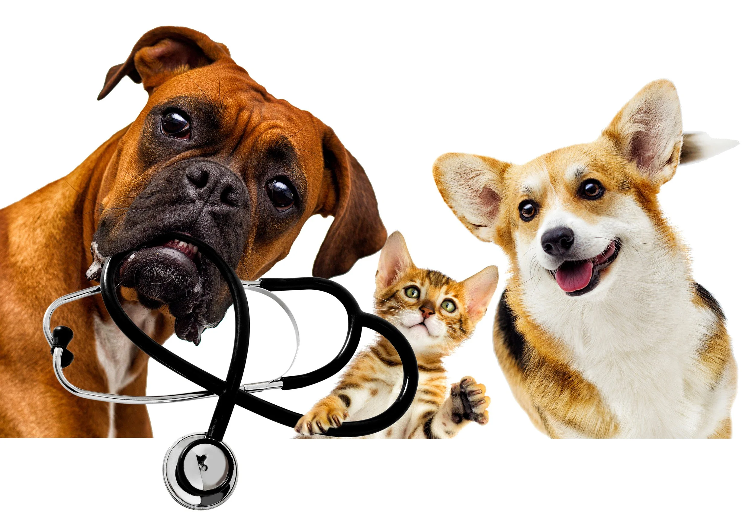 A group of animals including a brown dog, a tabby cat, a white and orange dog, and a small white dog, all smiling and sitting together with a white background.