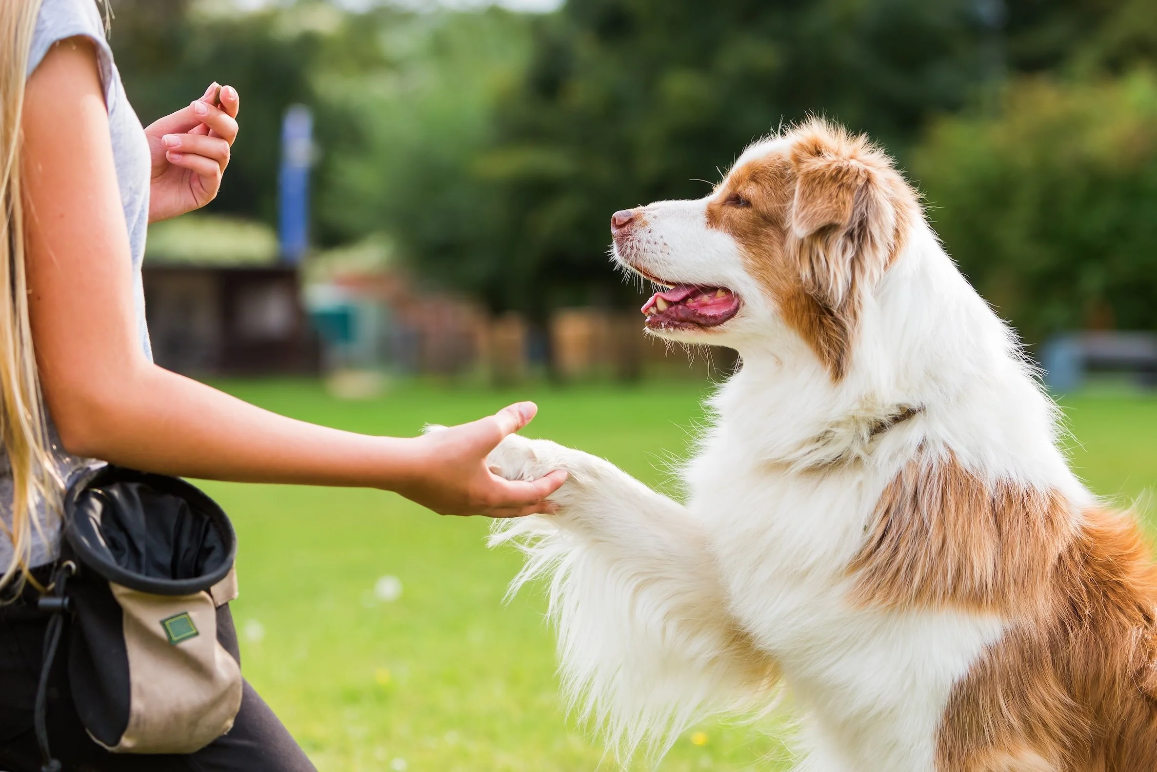 A young girl petting a happy, fluffy Australian Shepherd dog outdoors on a grassy field with trees in the background.