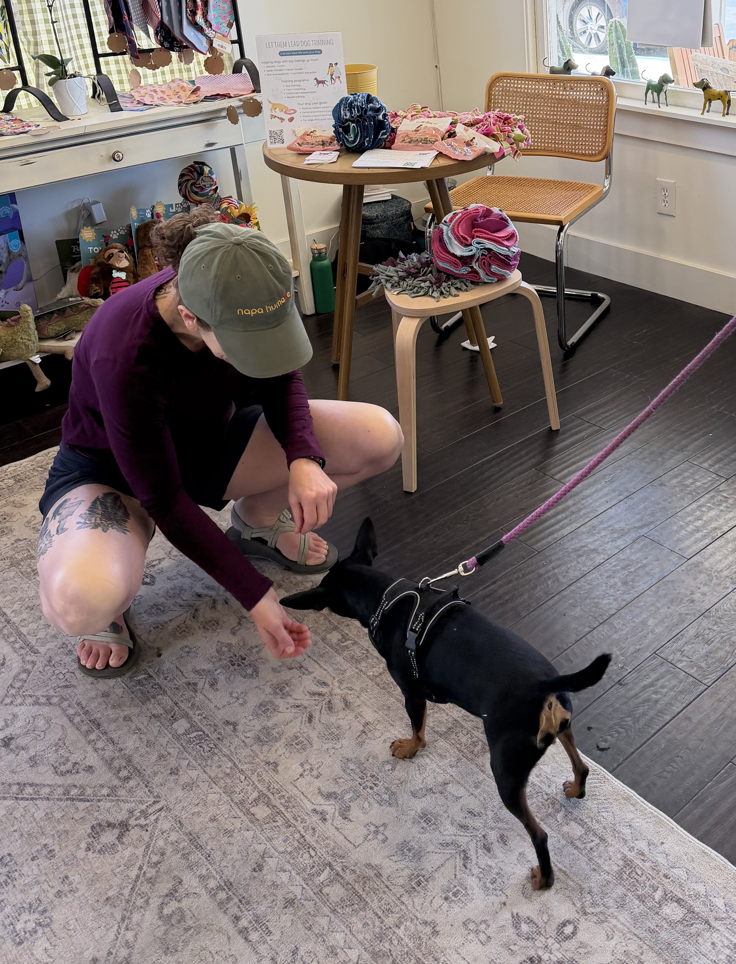 A person kneeling on the floor is interacting with a black and tan dog wearing a harness. The scene is inside a room with wooden flooring, a patterned rug, and various dog accessories and merchandise displayed on tables and shelves.