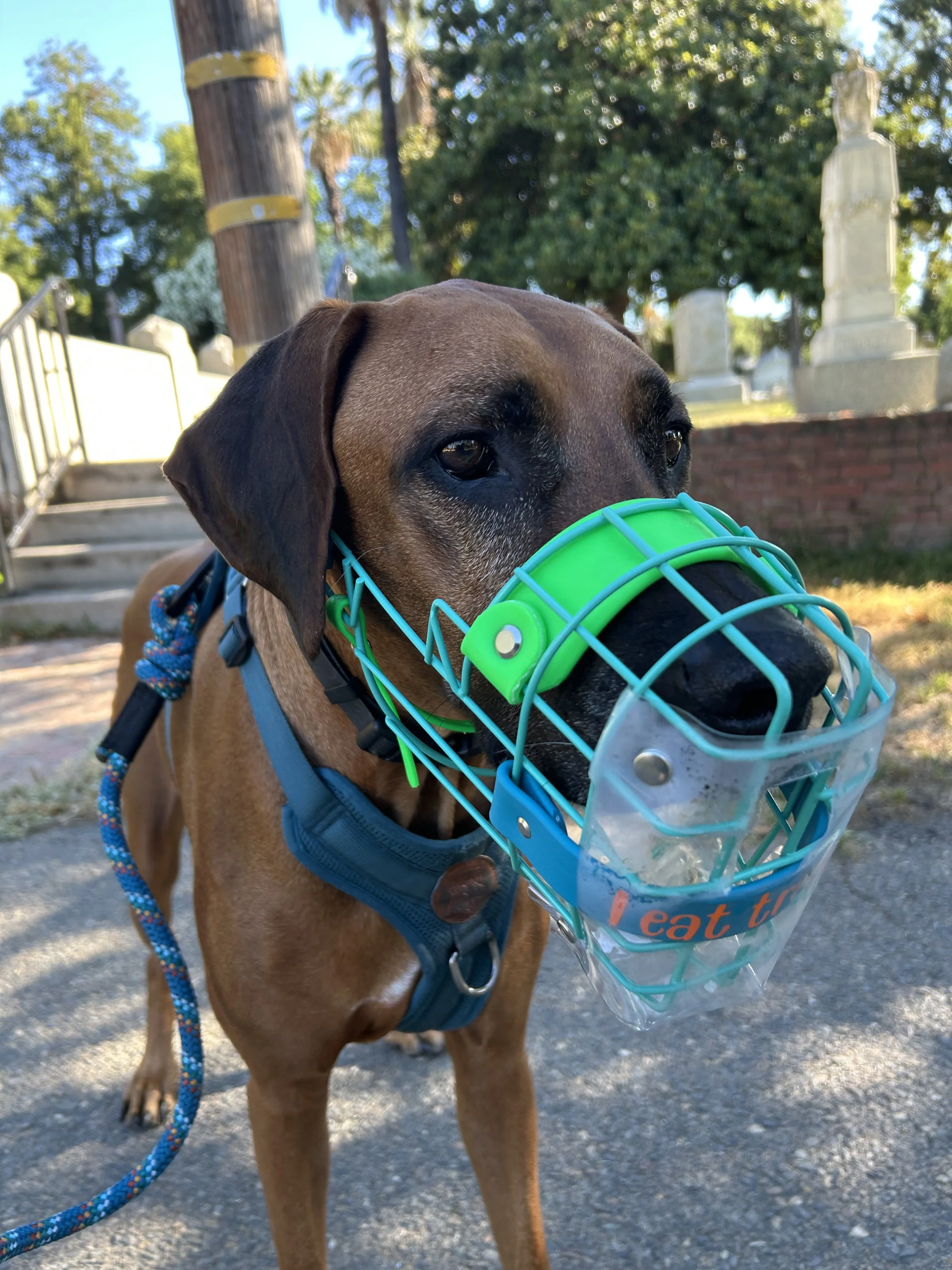 A brown dog with a blue harness and a multicolored leash wearing a blue and green wire basket muzzle in a cemetery with tombstones and trees in the background on a sunny day.