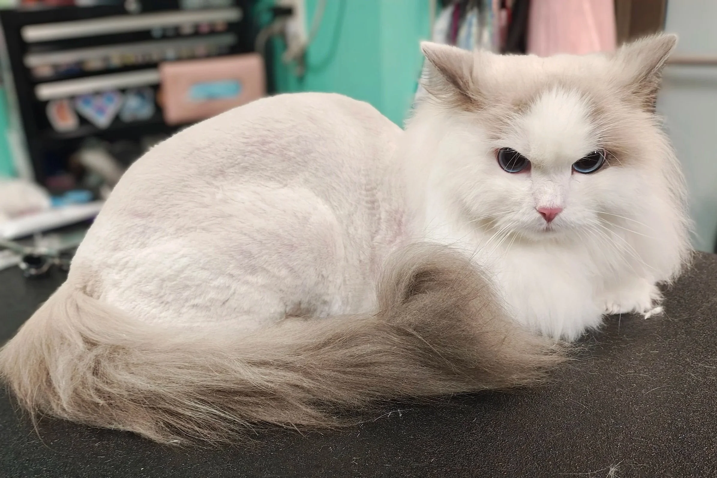 A cream-colored Ragdoll cat with blue eyes resting on a dark surface indoors.