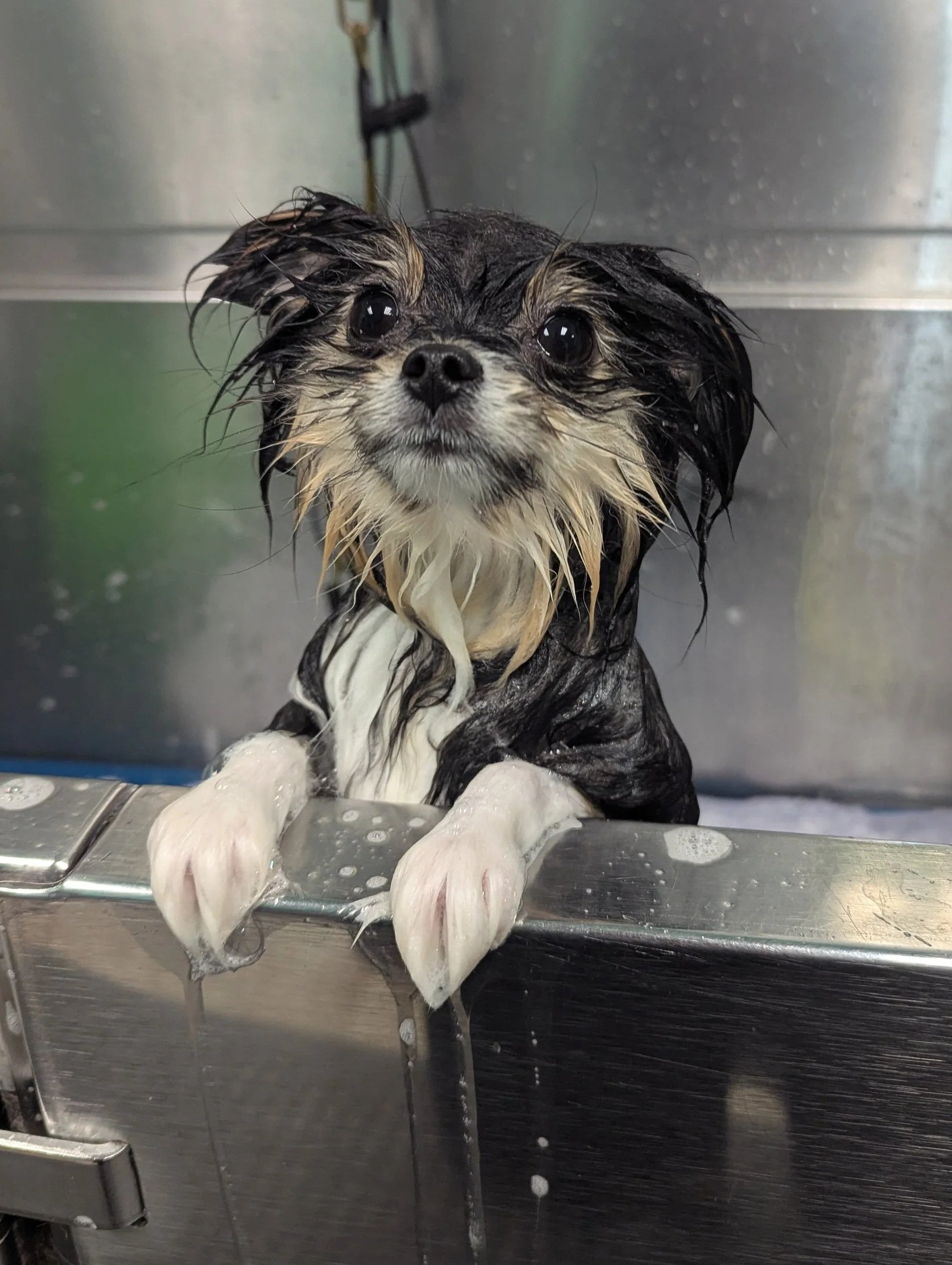A wet small dog with black, white, and tan fur sitting in a stainless steel sink during a bath, looking at the camera with big, dark eyes.