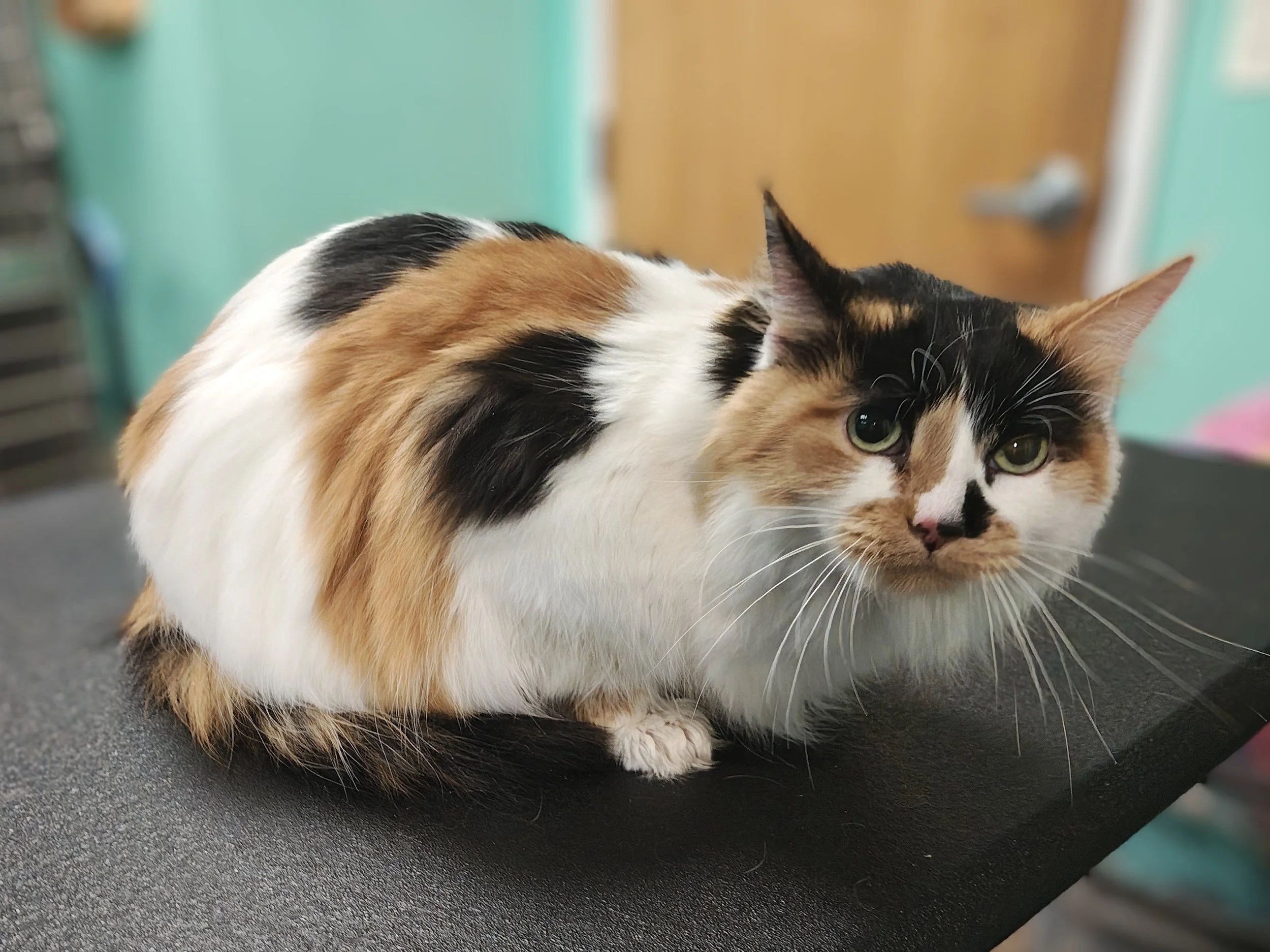 Calico cat with green eyes and a mixed black, orange, and white coat sitting on a black surface indoors.