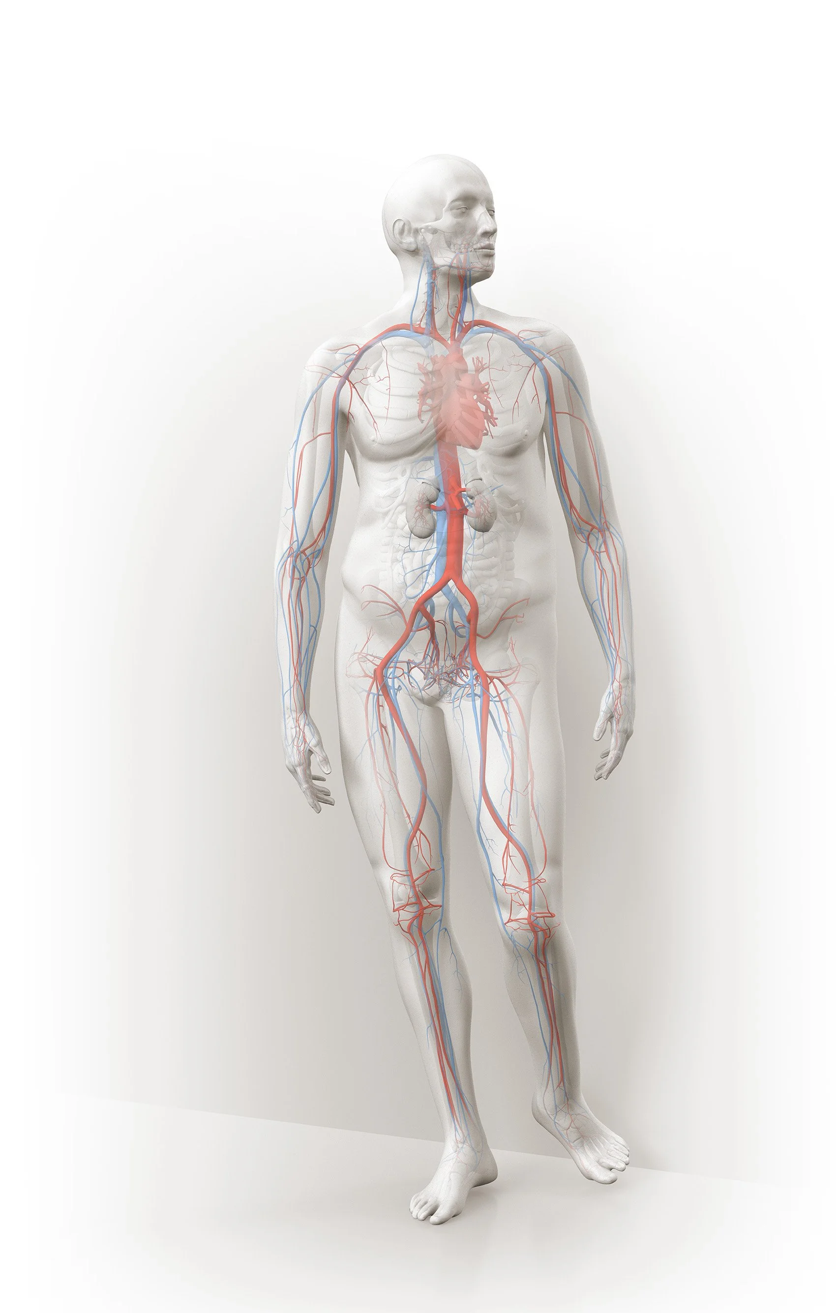 arteryvein.jpg