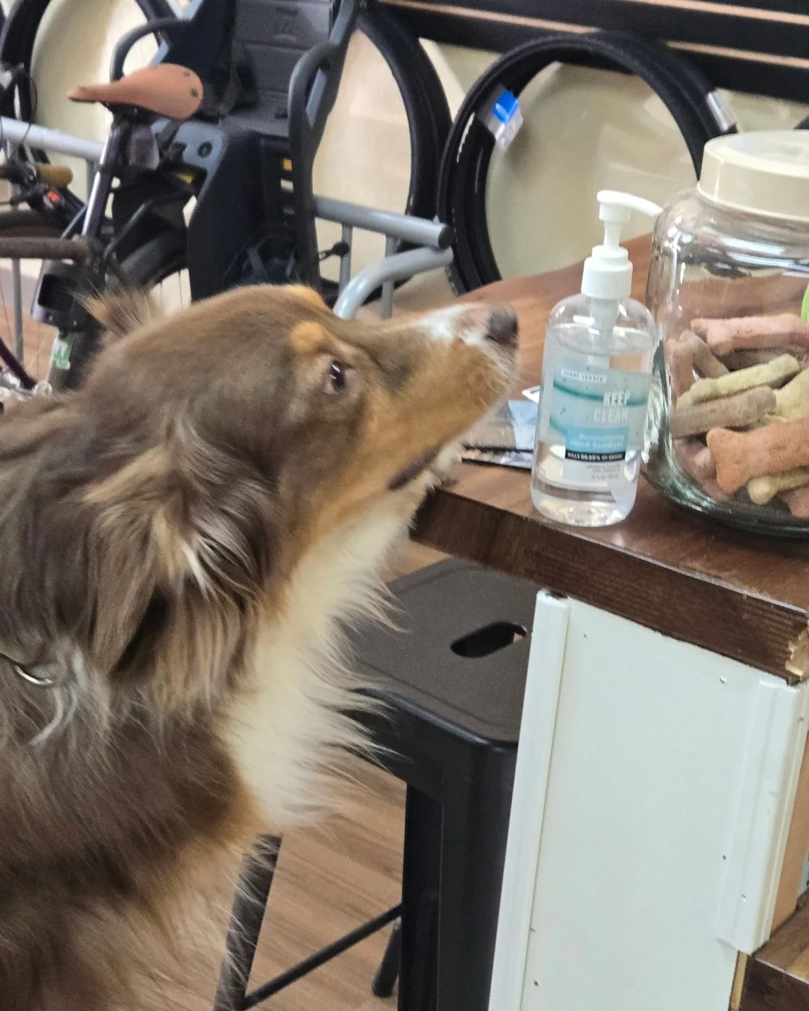 Even dogs can't resist stopping in for a quick snack.