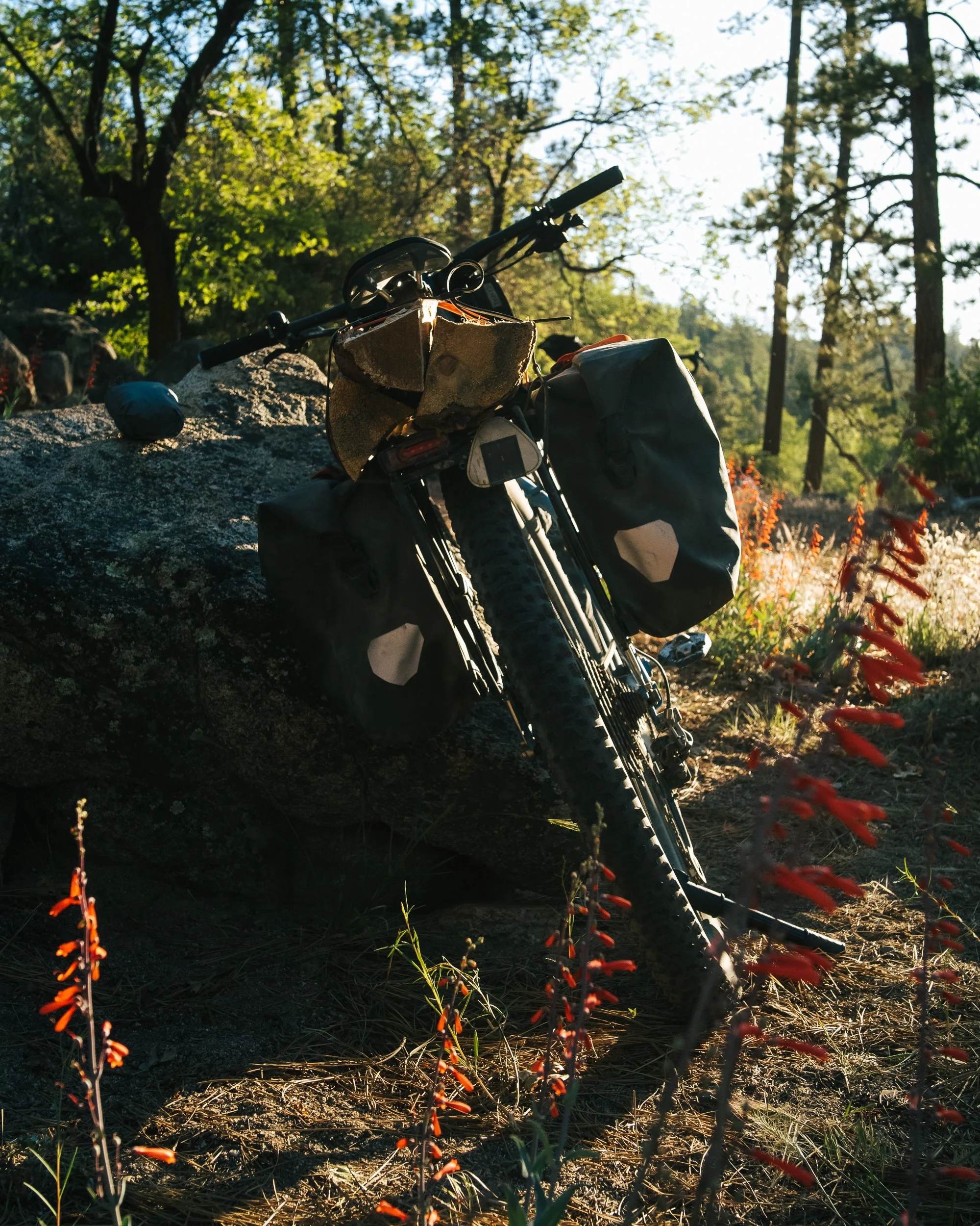 A mountain bike leaning against a large rock in a forest with sunlight filtering through trees, with red flowers in the foreground.