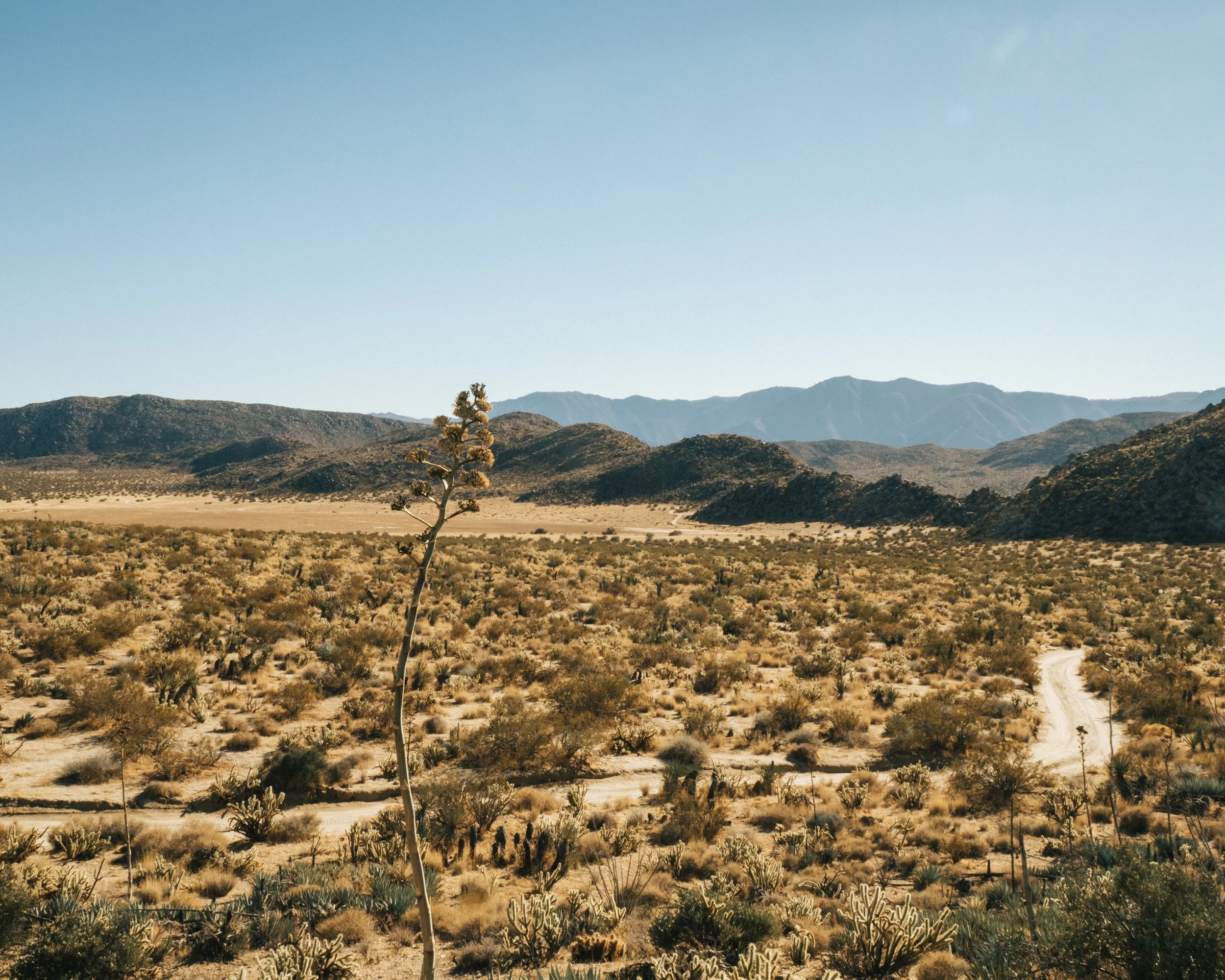 A desert landscape with sparse desert plants, a winding dirt road, and mountains in the distance under a clear blue sky.