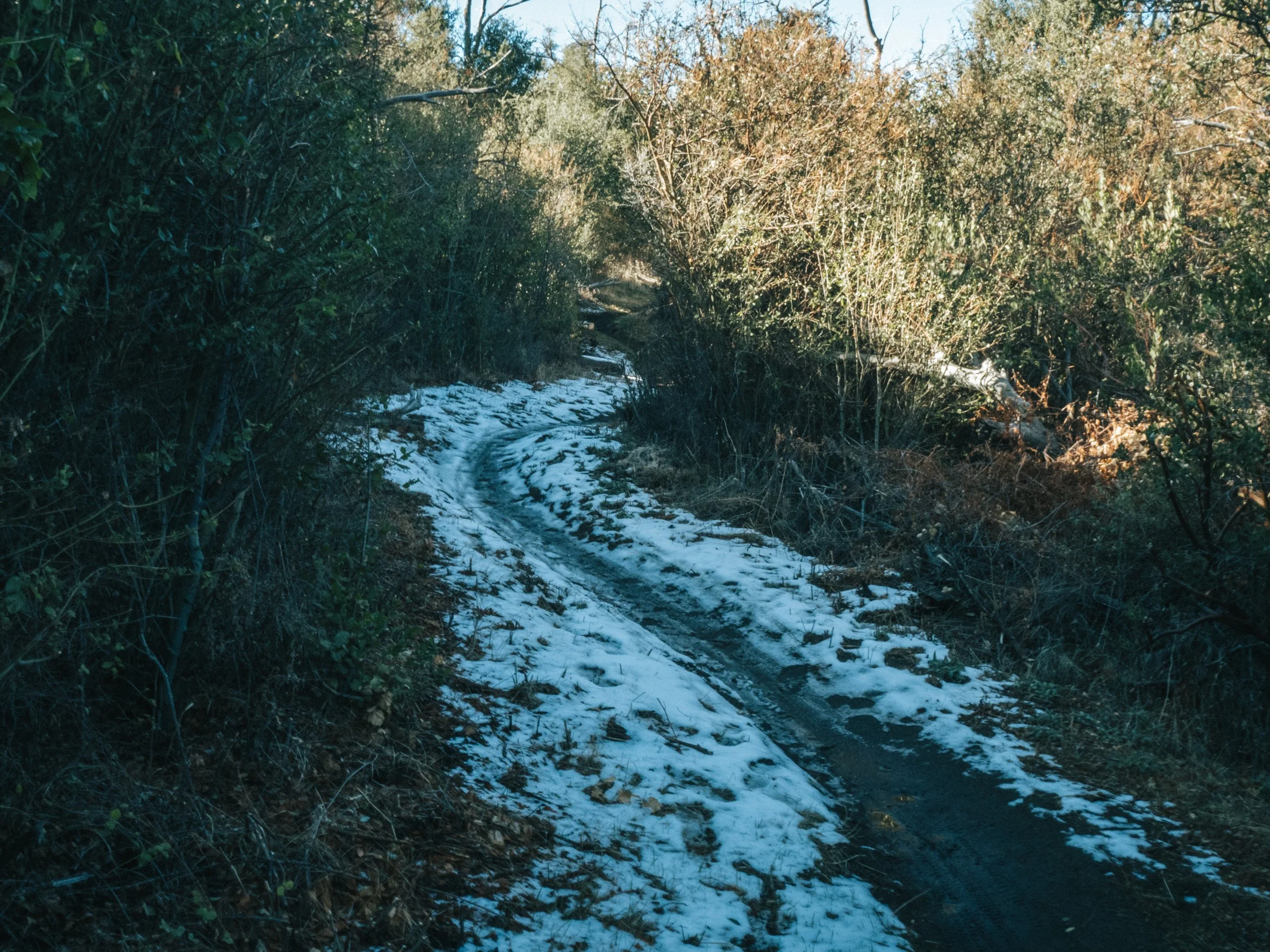 A narrow dirt trail surrounded by dense greenery and bushes, with patches of snow on the ground and tire tracks visible on the trail.