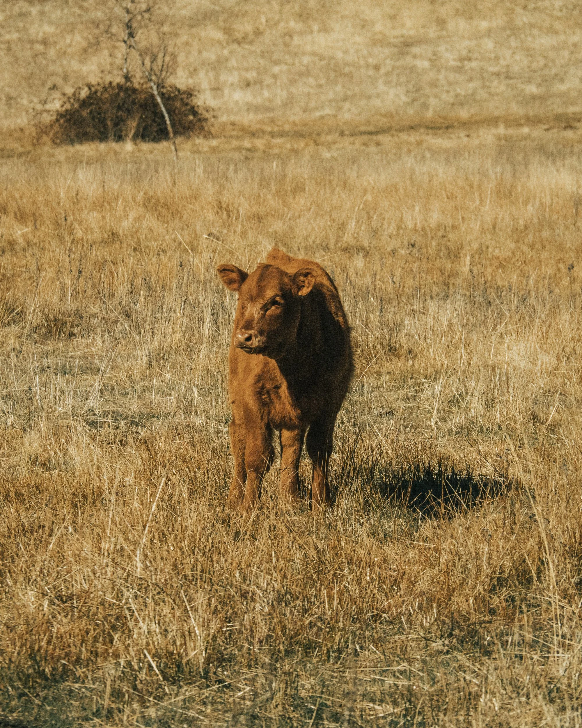 A brown dog standing in a grassy field with dry, yellow grass and a lone leafless tree in the background.