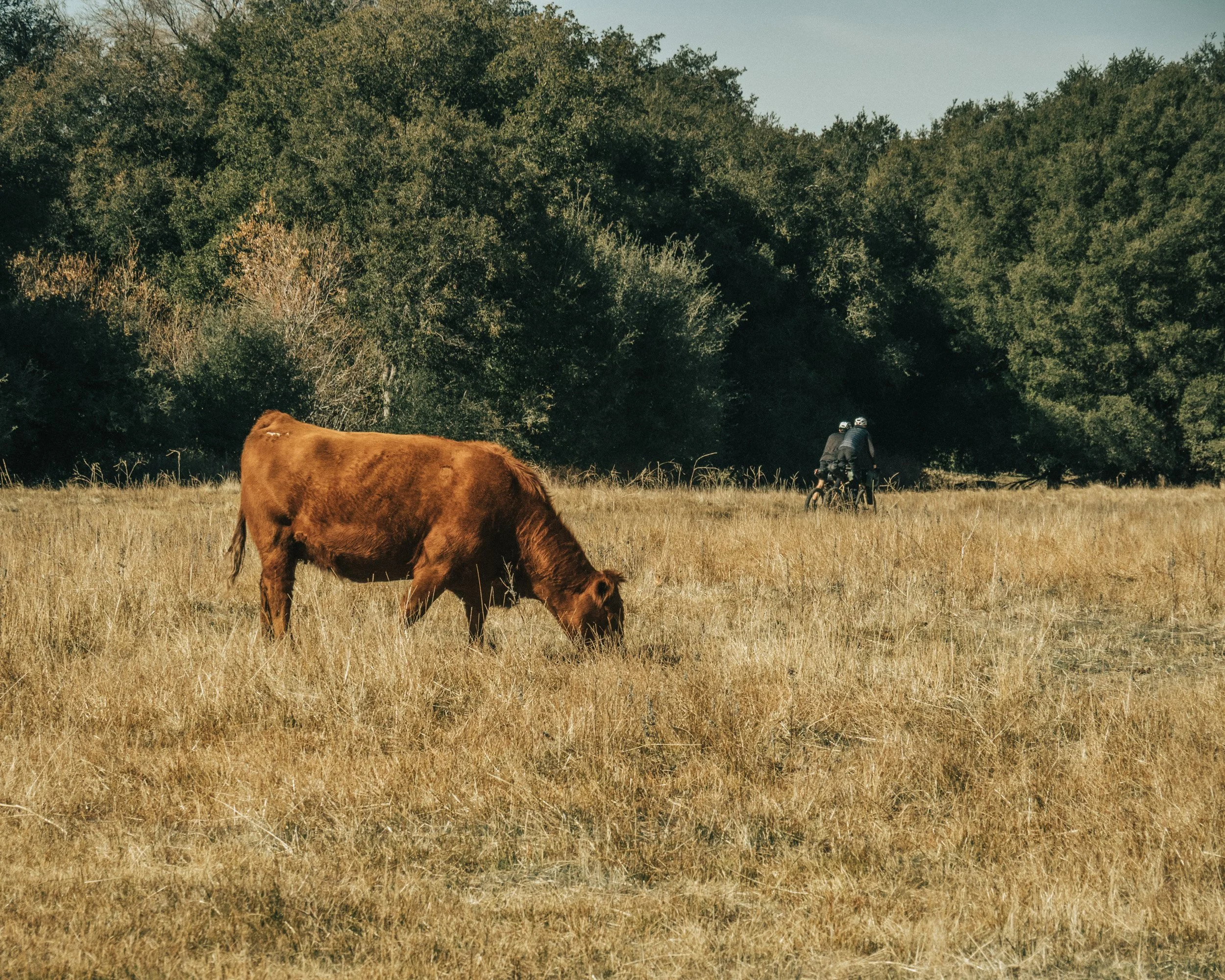 A cow grazing in a grassy field with two cyclists in the background against a backdrop of trees.