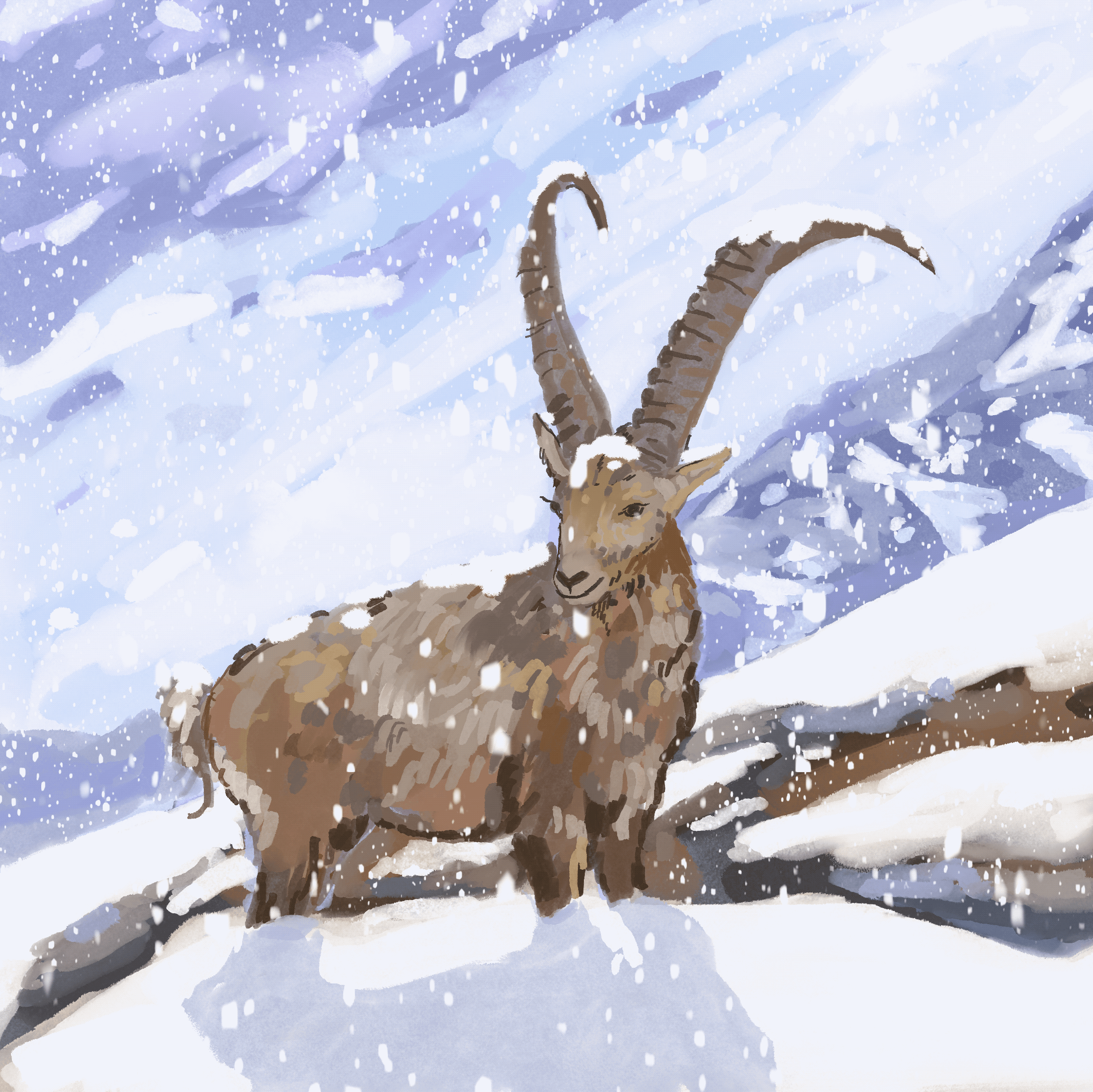 snowy ibex.gif
