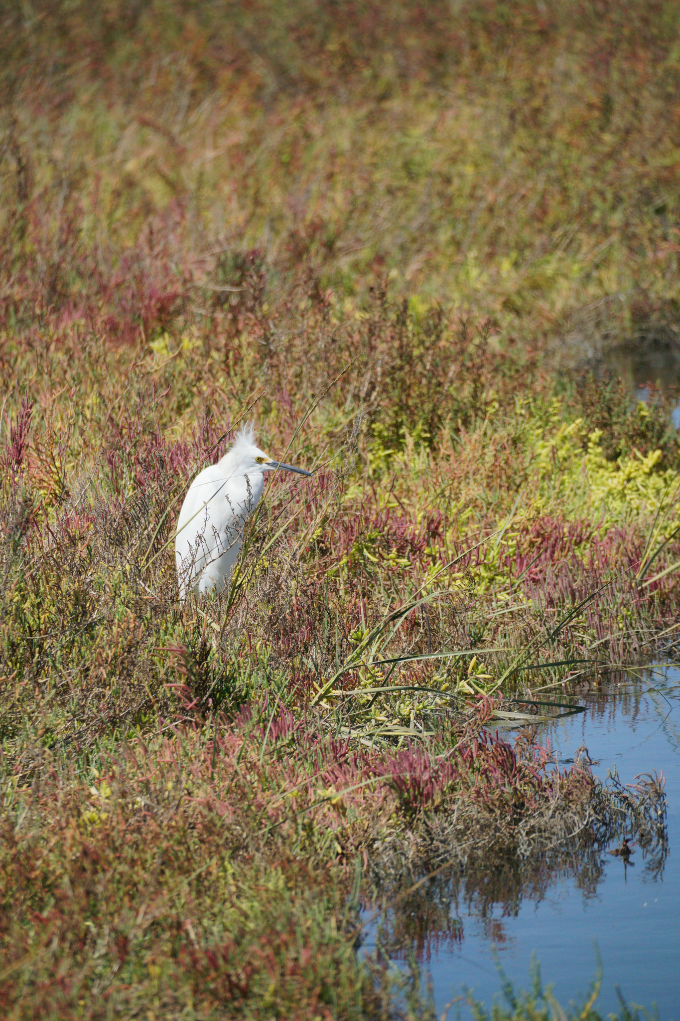 Snowy egret (Egretta thula).png