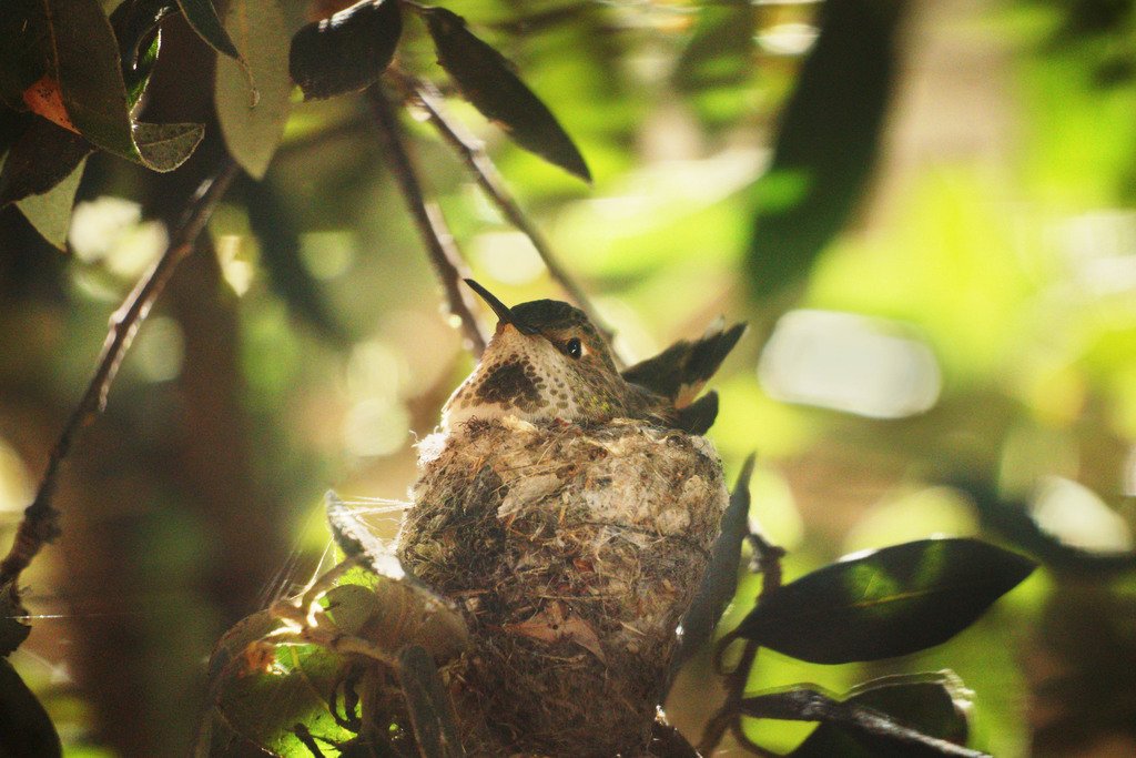 allen's hummingbird (Selaphorus sasin).jpg