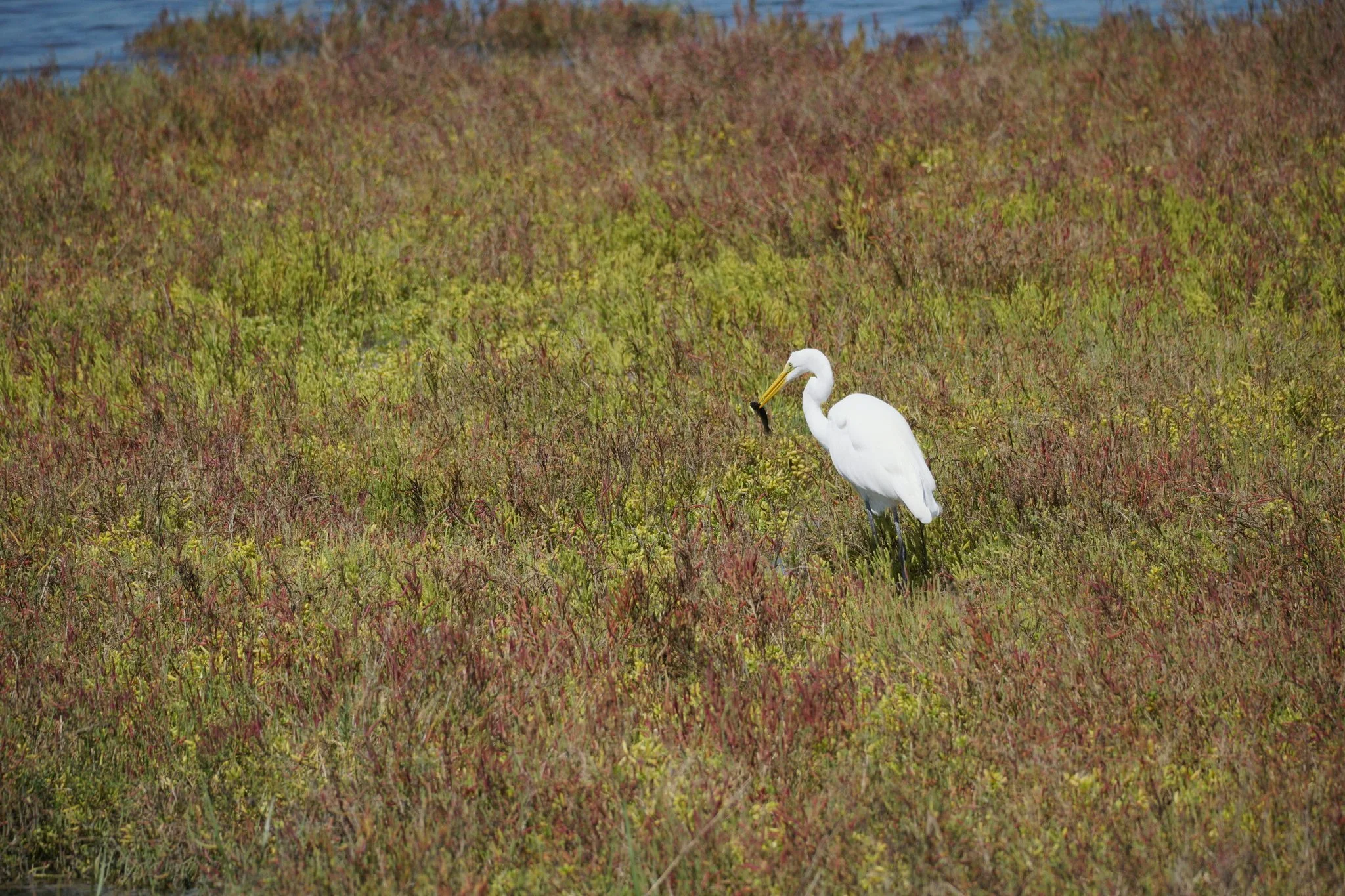 Great Egret (Ardea alba).jpeg