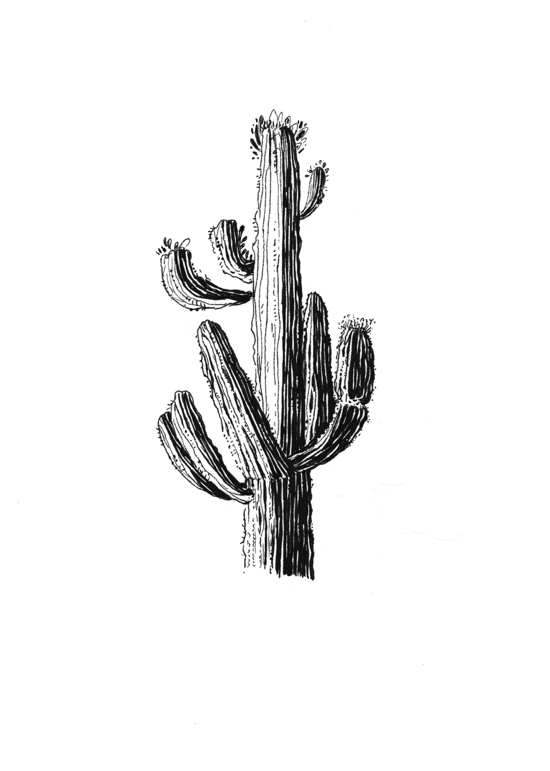 tall cactus.png