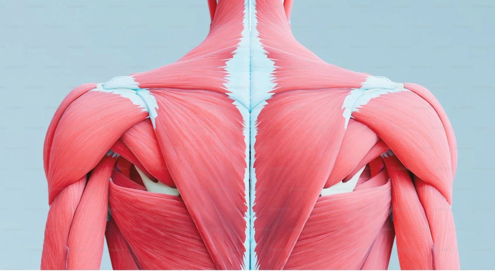 Active Release Techniques (ART®)