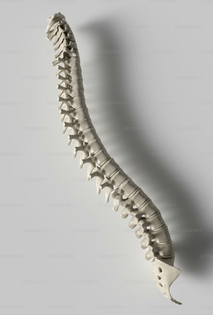 Chiropractic Adjustments