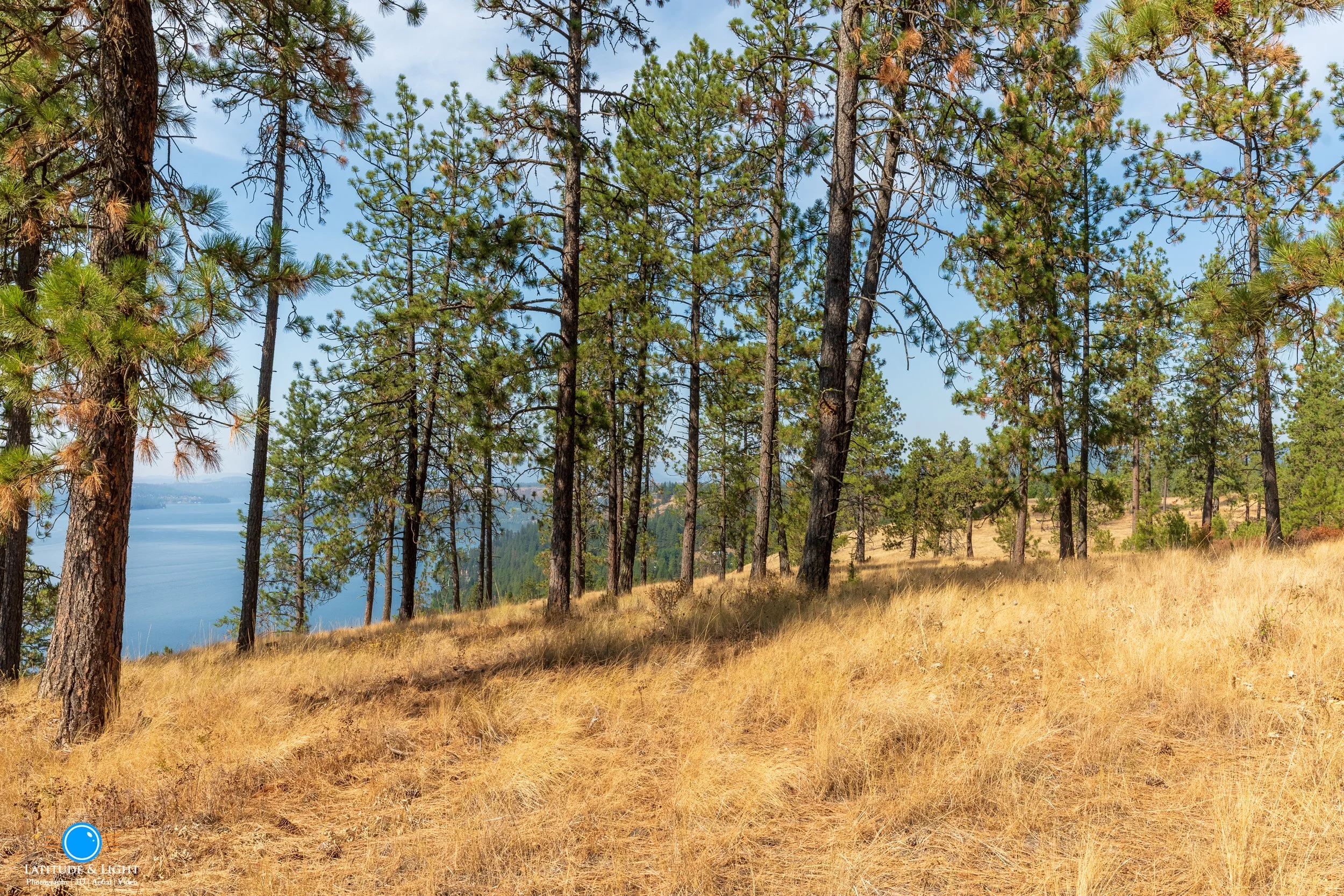 Harrison, Idaho land: A scenic view of a forested hillside with tall pine trees and golden dry grass, overlooking a body of water in the distance under a clear blue sky.