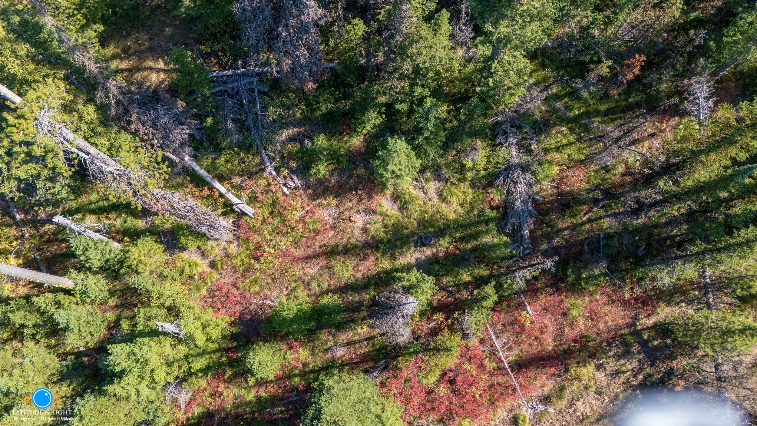 North Idaho land: An aerial view of a dense forest with tall trees, some fallen and damaged, showing a mix of green and autumn-colored foliage.