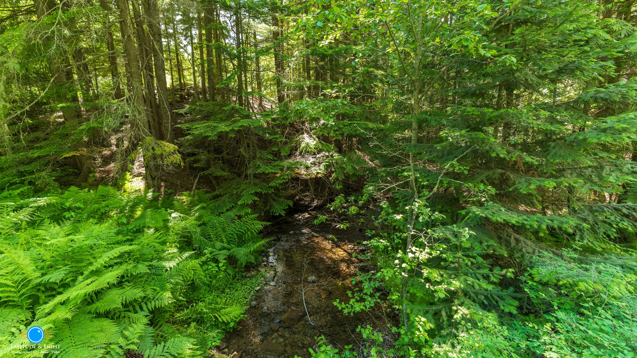 Harrison, Idaho land: A dense forest with tall trees and lush green foliage, including ferns and other plants, surrounding a small creek flowing through the woods.