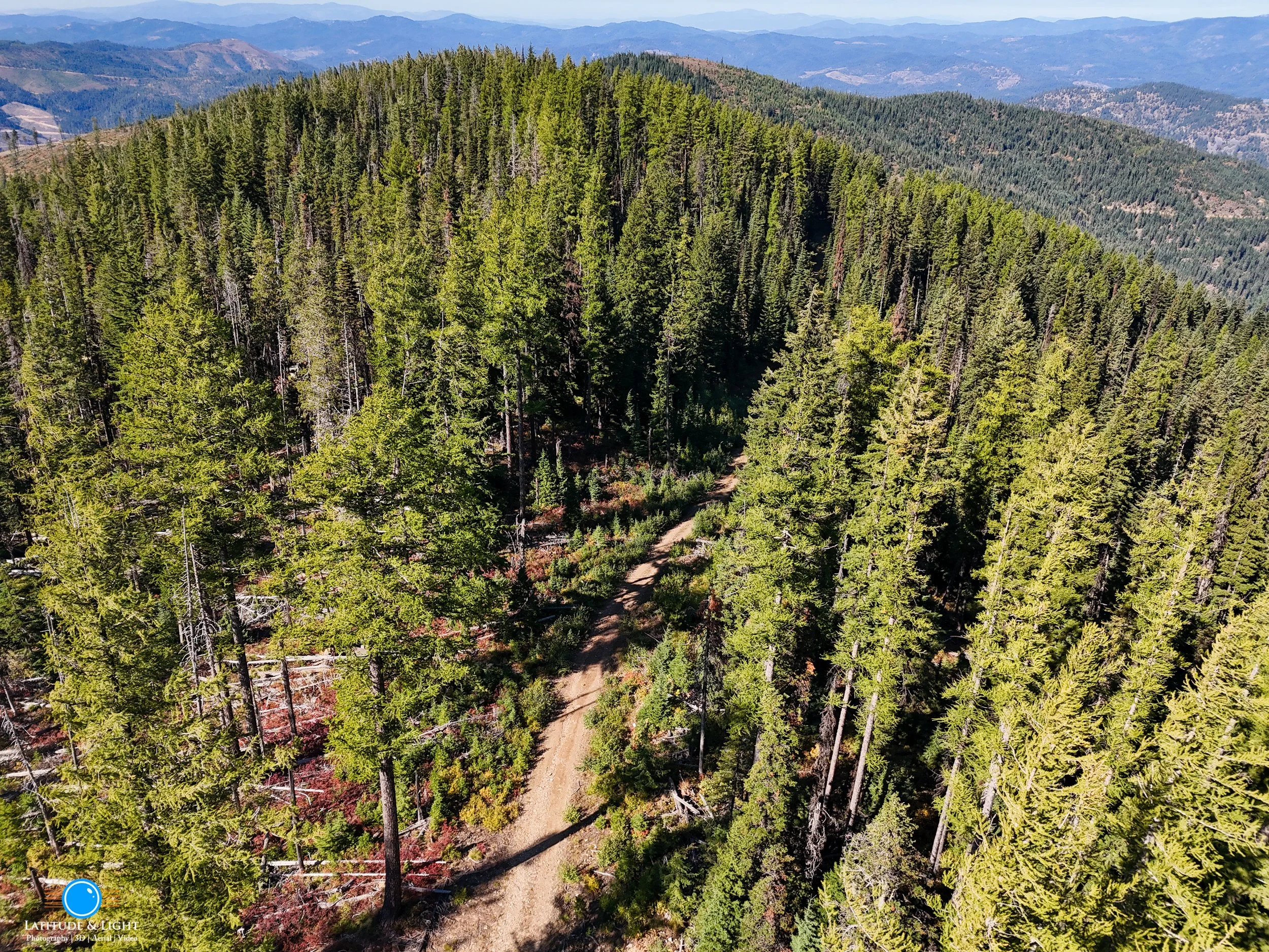 An aerial view of a dense forest with tall green trees and a dirt trail running through it, with mountains in the background amid a clear blue sky.