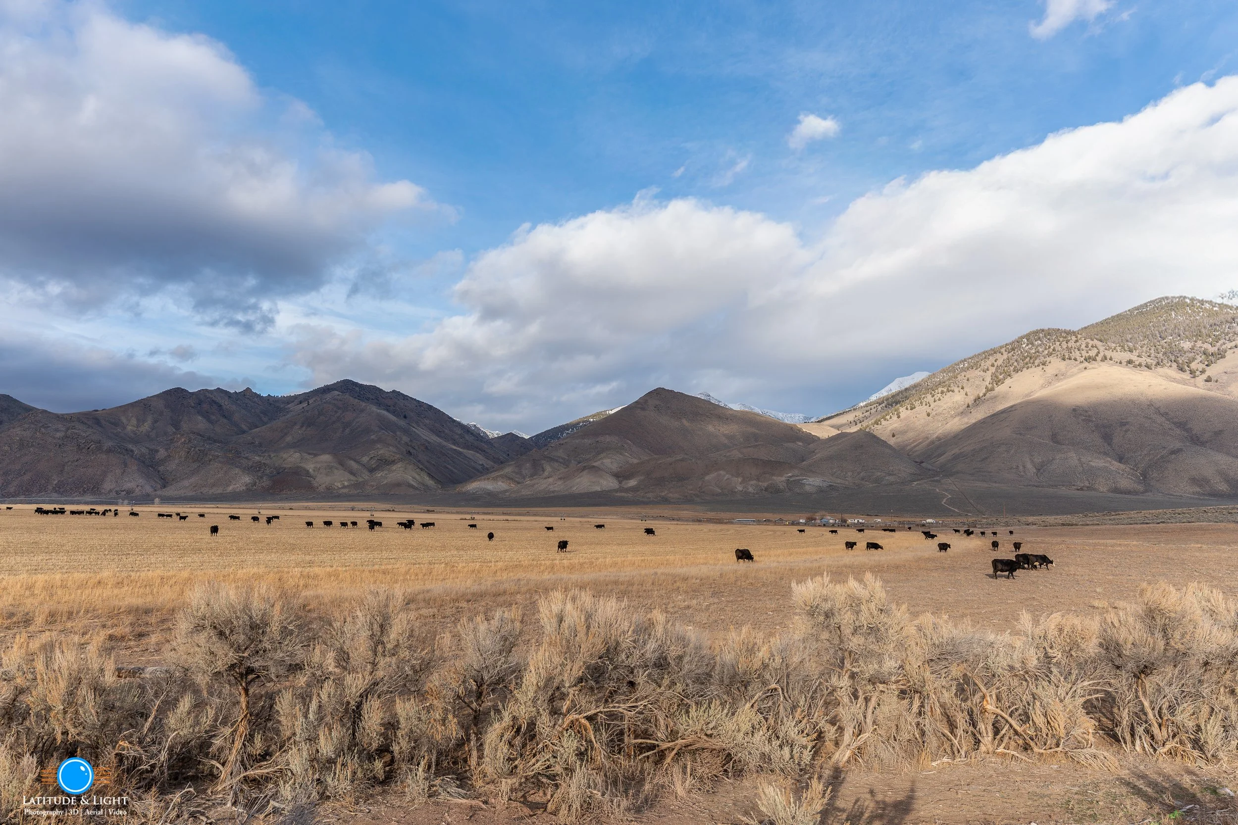 Open plain with dry grass and shrubs, dotted with black cattle in May, ID with the Lemhi mountains in the background under a partly cloudy sky.