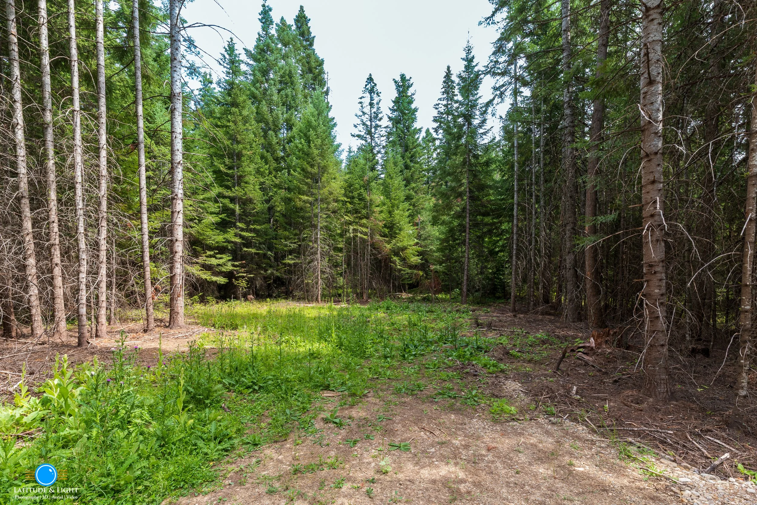 Priest River, North Idaho land: A forest path surrounded by tall evergreen trees, with green foliage on the ground and a dirt trail leading into the woods under a partly cloudy sky.