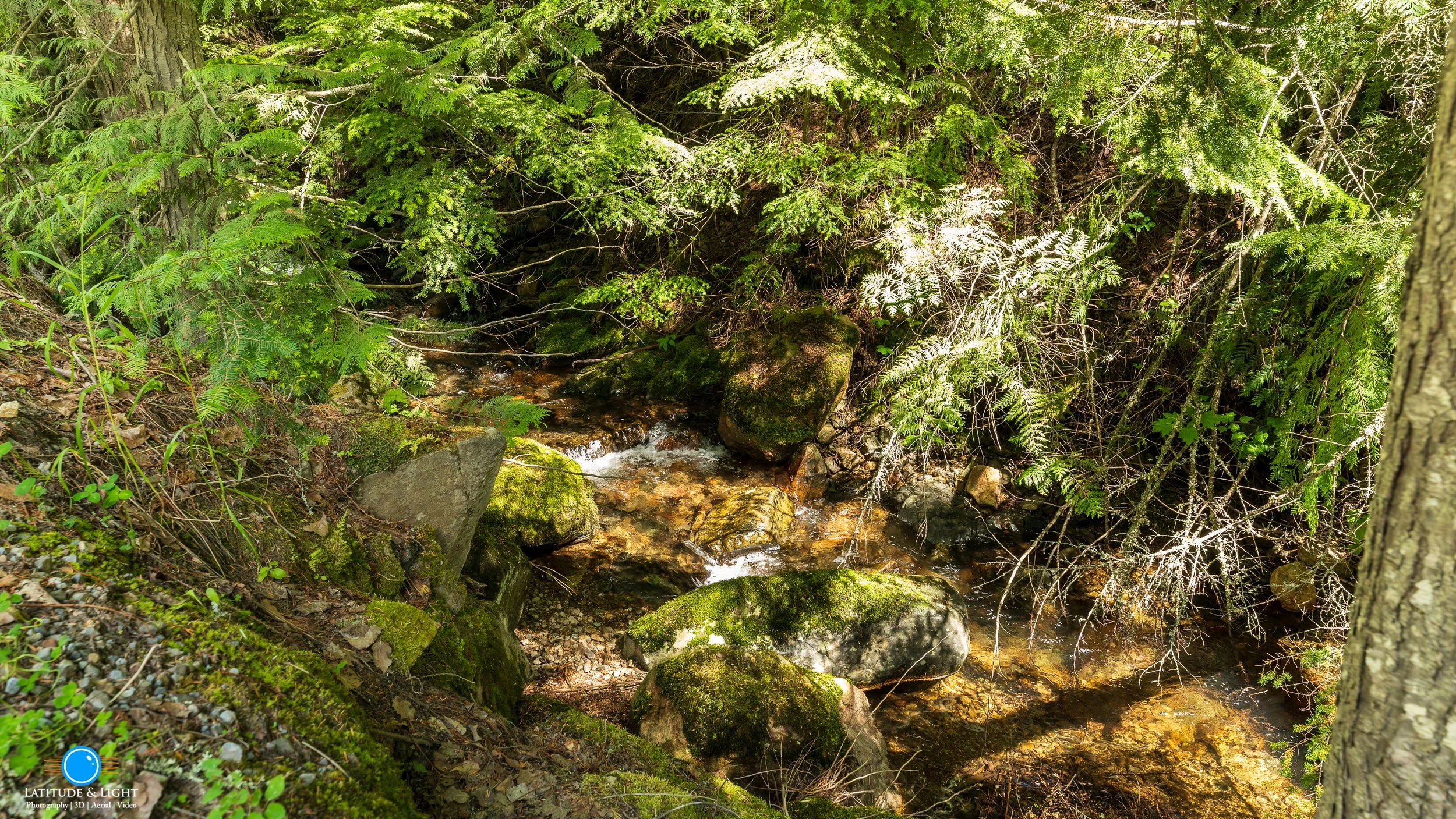 A small stream flowing through a forested area with moss-covered rocks and lush green foliage in Harrison, Idaho.