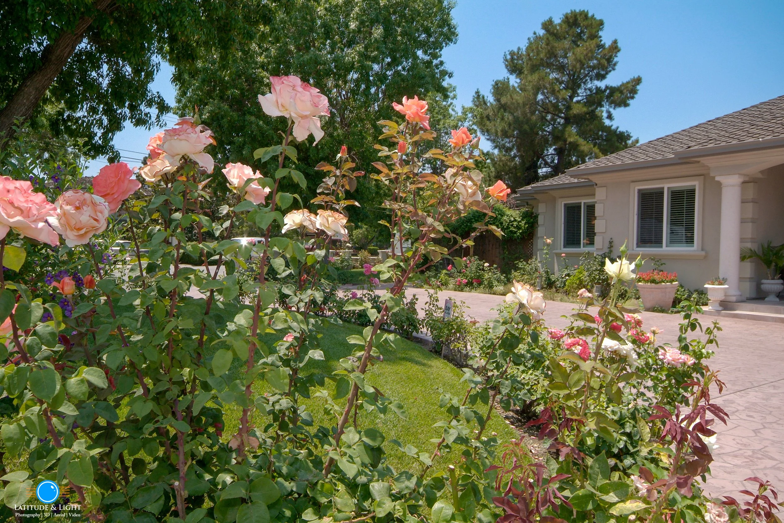 Los Gatos: A front yard with pink and white roses in bloom, a green lawn, and a white house with large windows and columns under a clear blue sky.