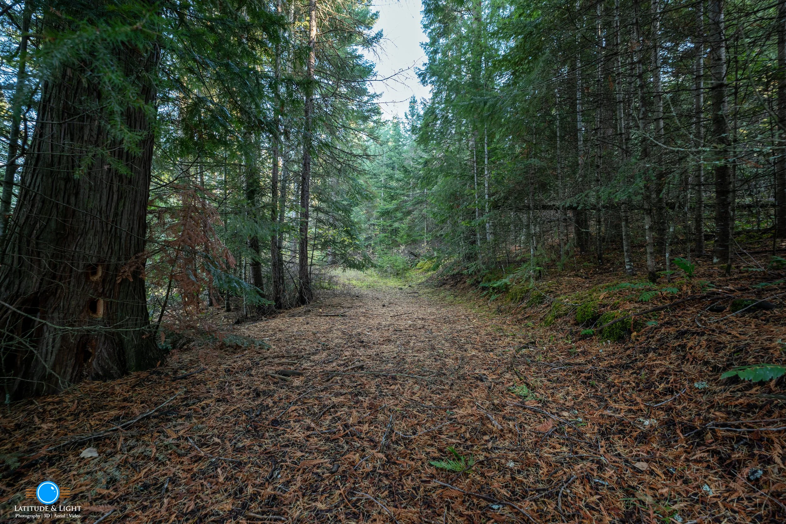 Harrison, Idaho land: A forest trail with tall trees on both sides, covered with fallen pine needles and branches, with dense green foliage overhead and sunlight filtering through.