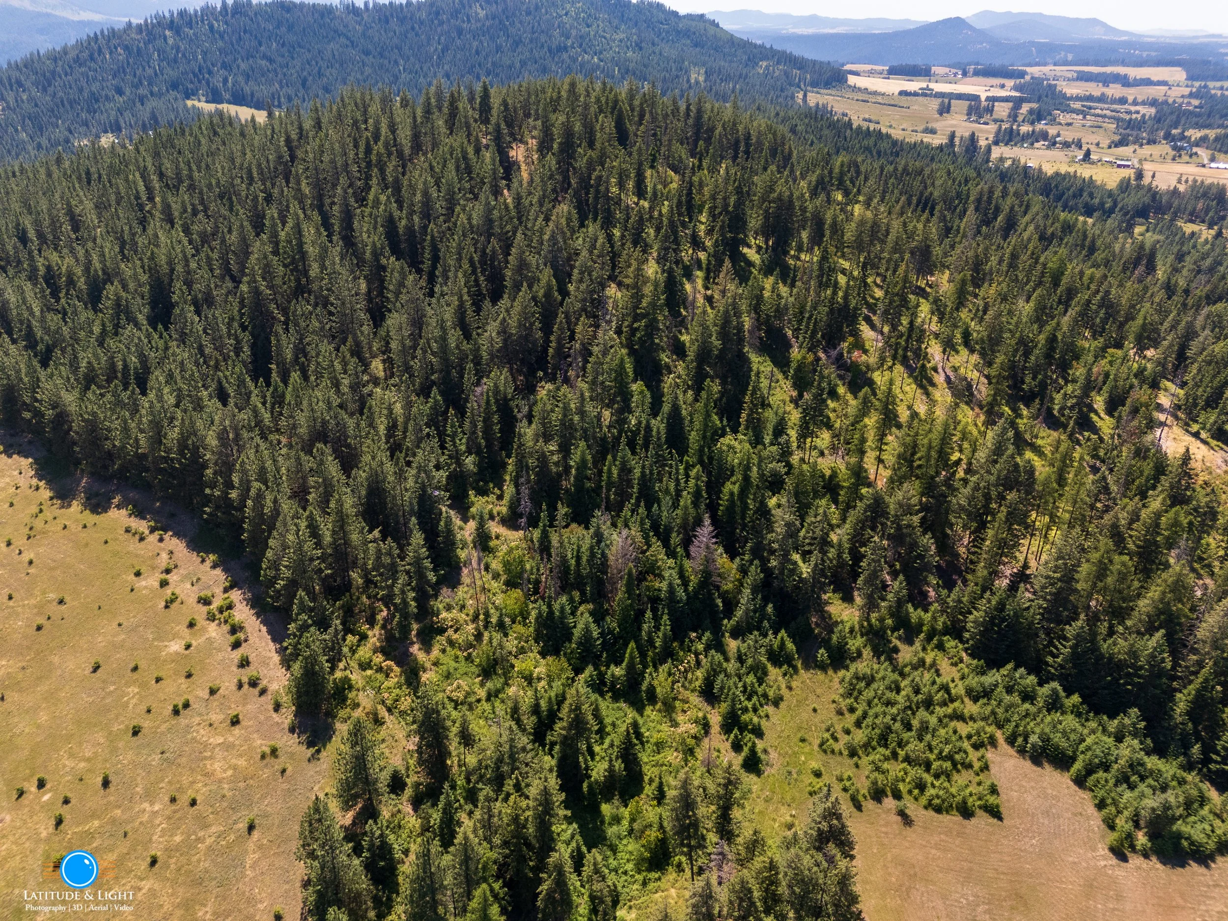 Aerial view of a dense forest with tall green trees on a hillside, with open fields and hills in the background.