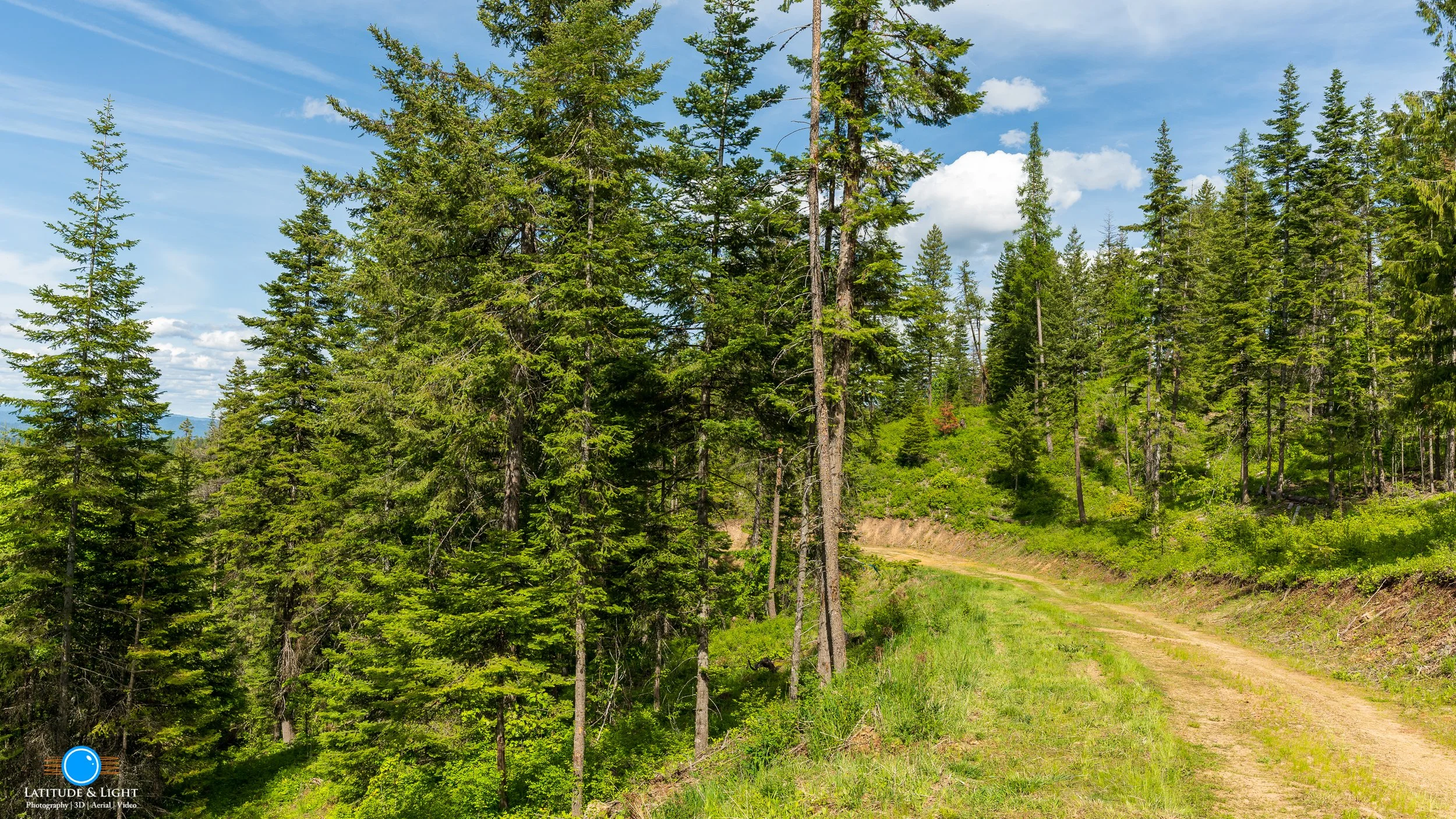 A dirt trail on Harrison, Idaho land winding through a lush green forest with tall pine trees and a blue sky with some clouds.
