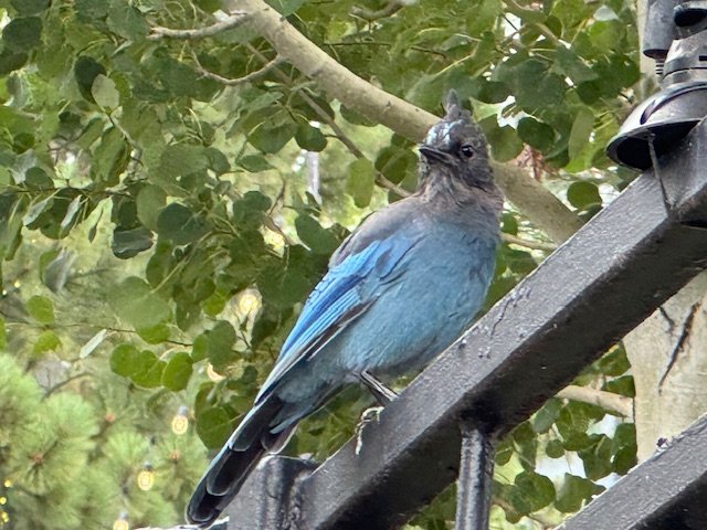 Steller’s Jay