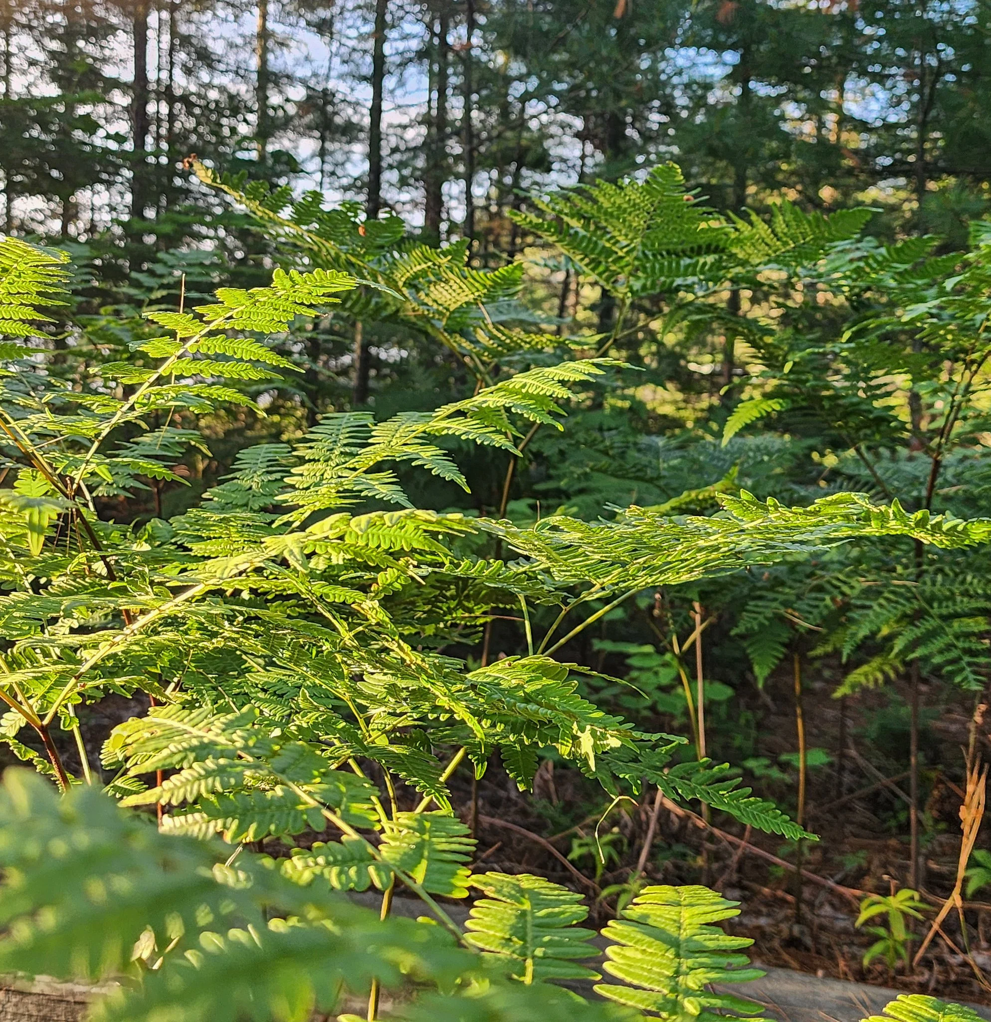 20250703_203317 (1).jpg