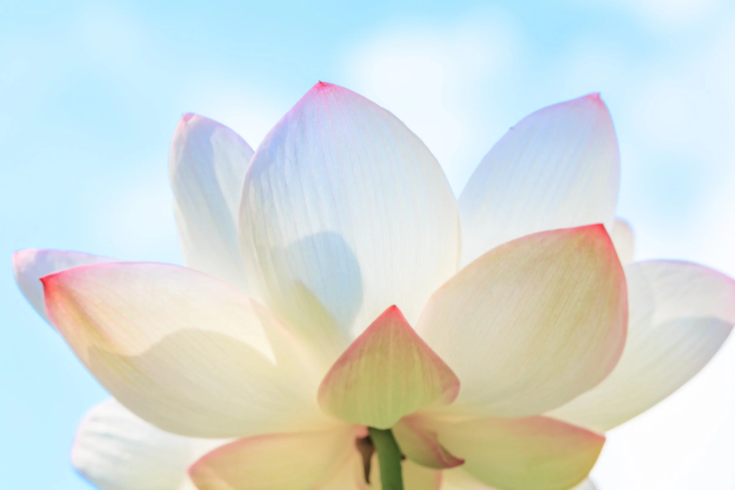 Close-up of a blooming white lotus flower with pink-tinged edges against a blue sky.