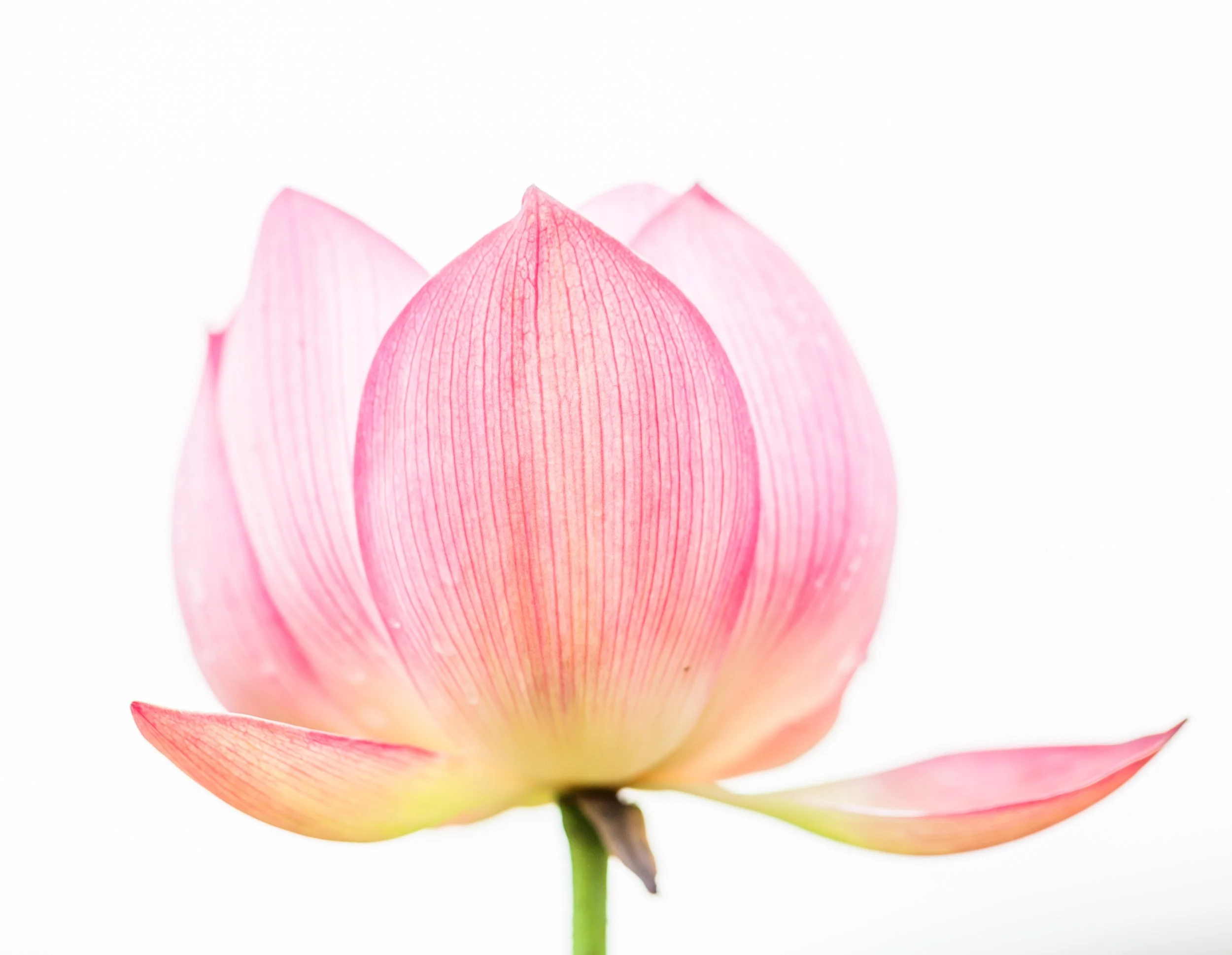 Close-up of a pink lotus flower with a white background.