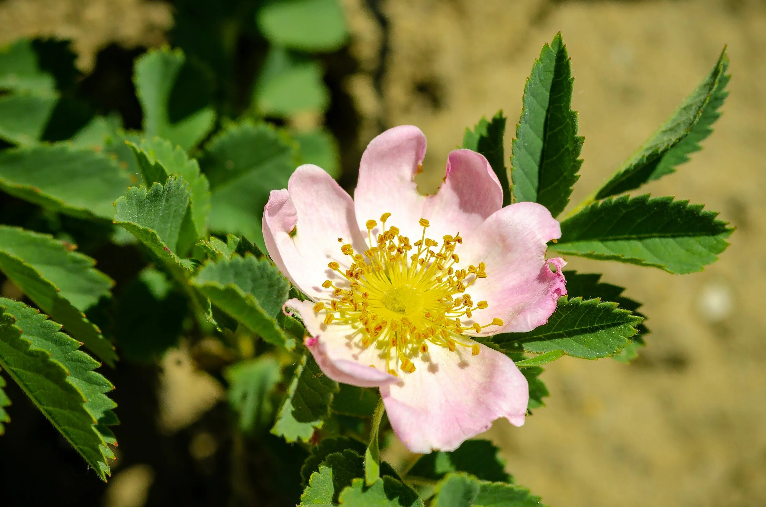 A close-up of a pink and white wildflower with yellow stamens, surrounded by green serrated leaves.